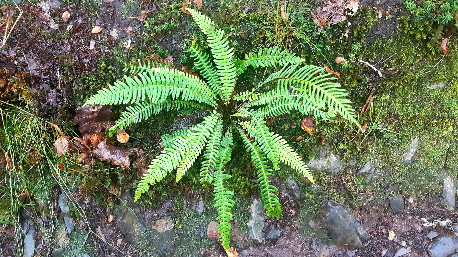 Deer Fern (Blechnum Spicant) — which requires minimal care once established