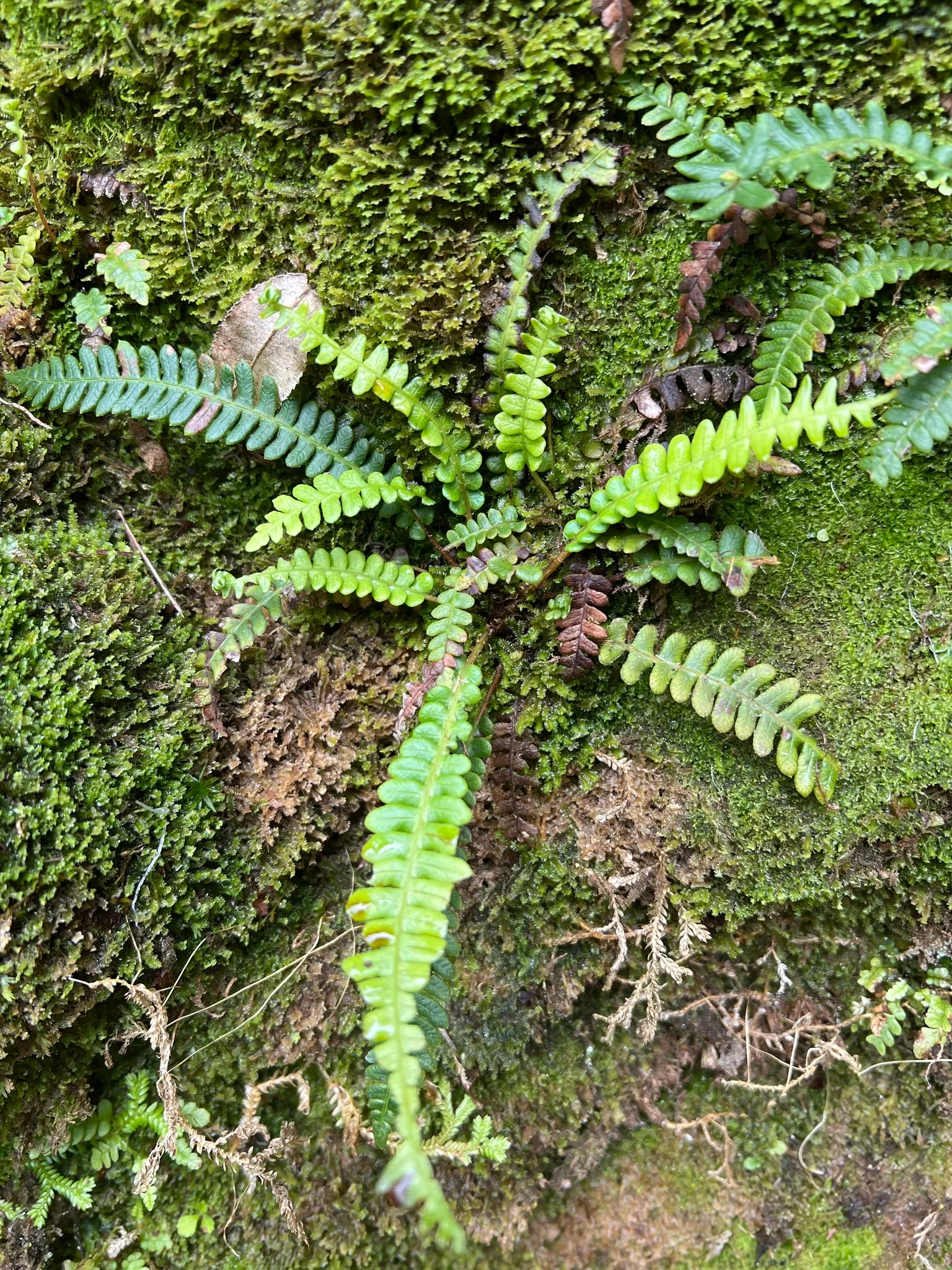 Deer Fern (Blechnum Spicant) — consisting of two types of fronds; this evergreen fern boasts lush