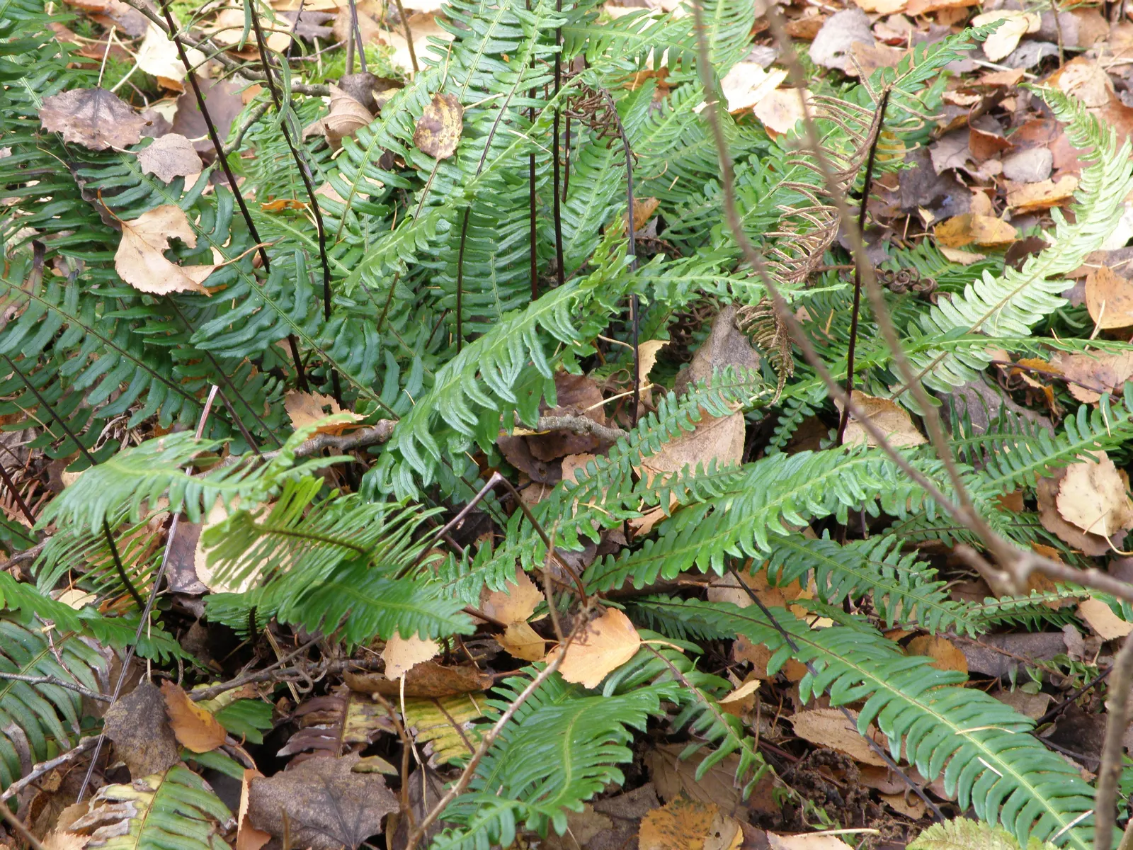 Deer Fern (Blechnum Spicant) — and display a more narrow and rigid structure; typically measuring up to 12 to 18 inches long