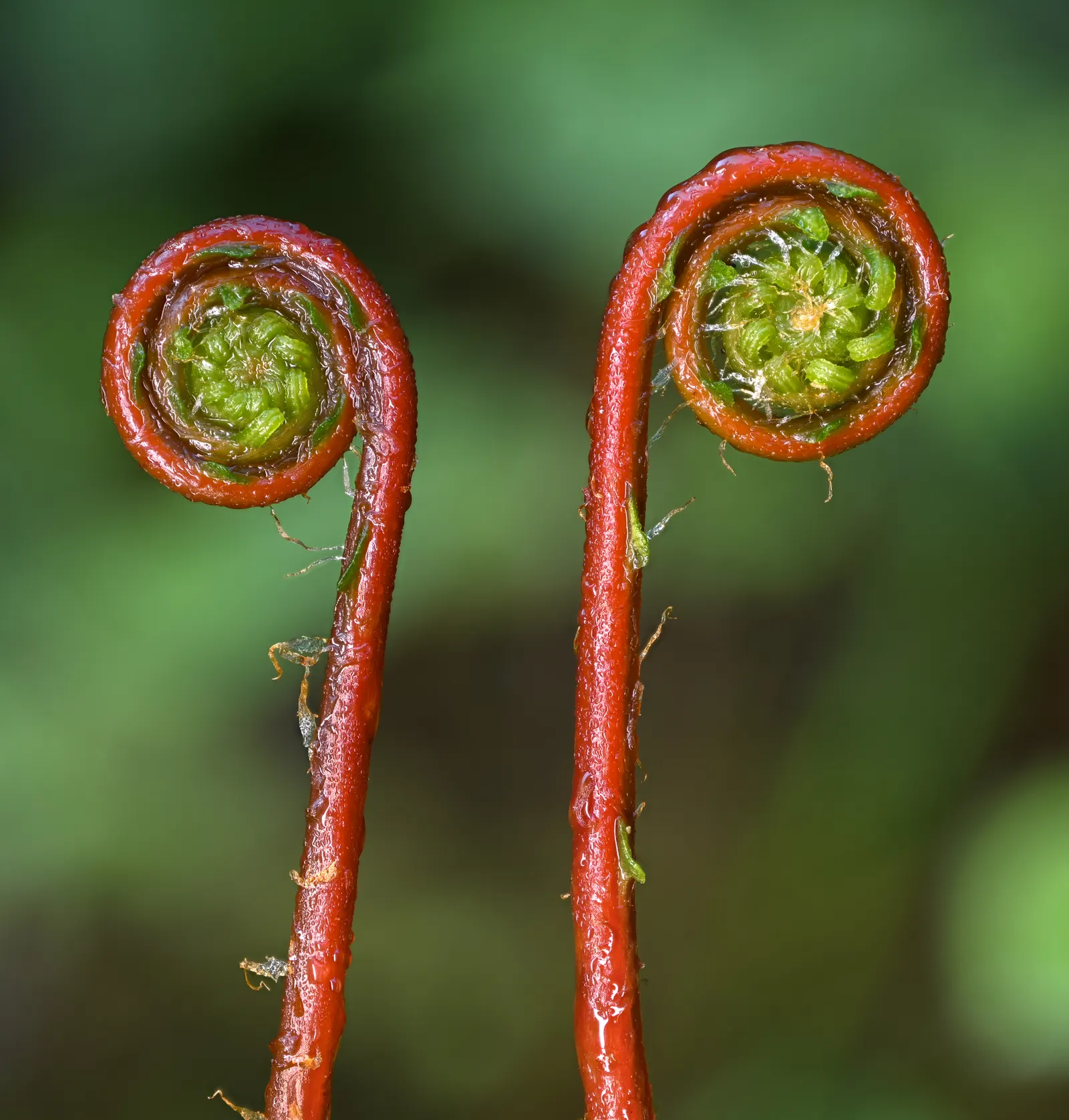 Deer Fern (Blechnum Spicant) — typically measuring up to 12 to 18 inches long; and display a more narrow and rigid structure, image 61