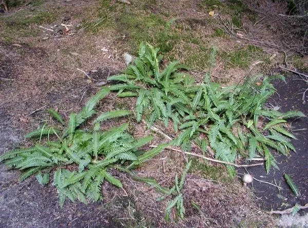 Deer Fern (Blechnum Spicant) — and display a more narrow and rigid structure