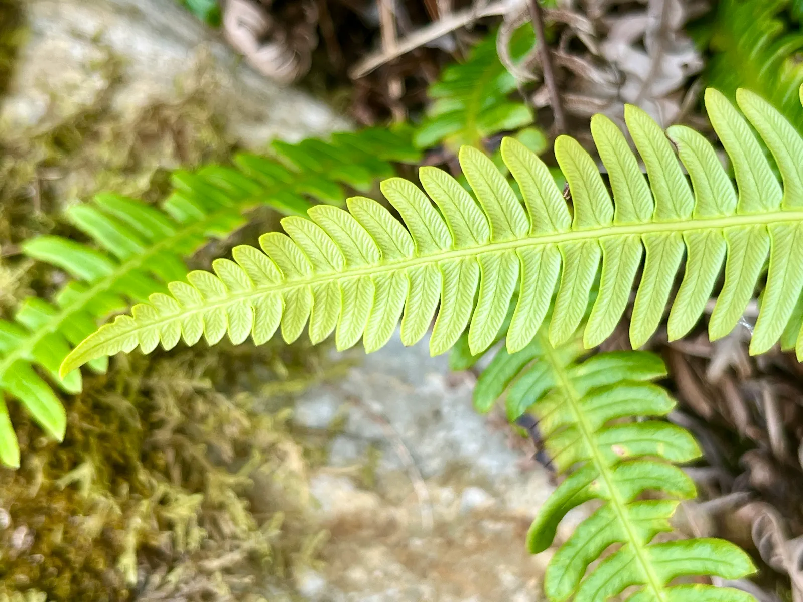 Deer Fern (Blechnum Spicant) — typically measuring up to 12 to 18 inches long; and display a more narrow and rigid structure, image 109