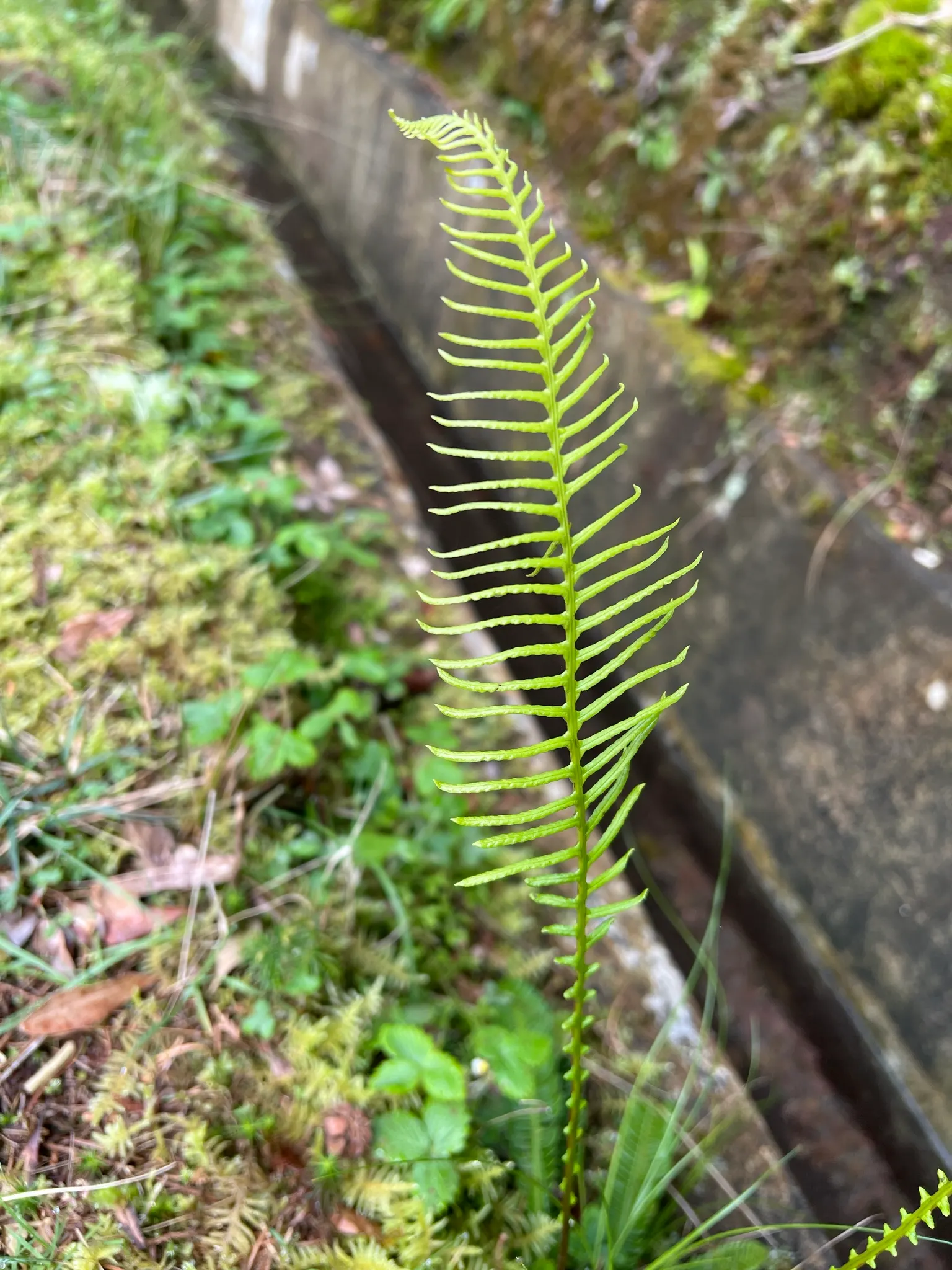Deer Fern (Blechnum Spicant) — An optimal spot for the Deer Fern is an area with partial to full shade; which bears the spores on the