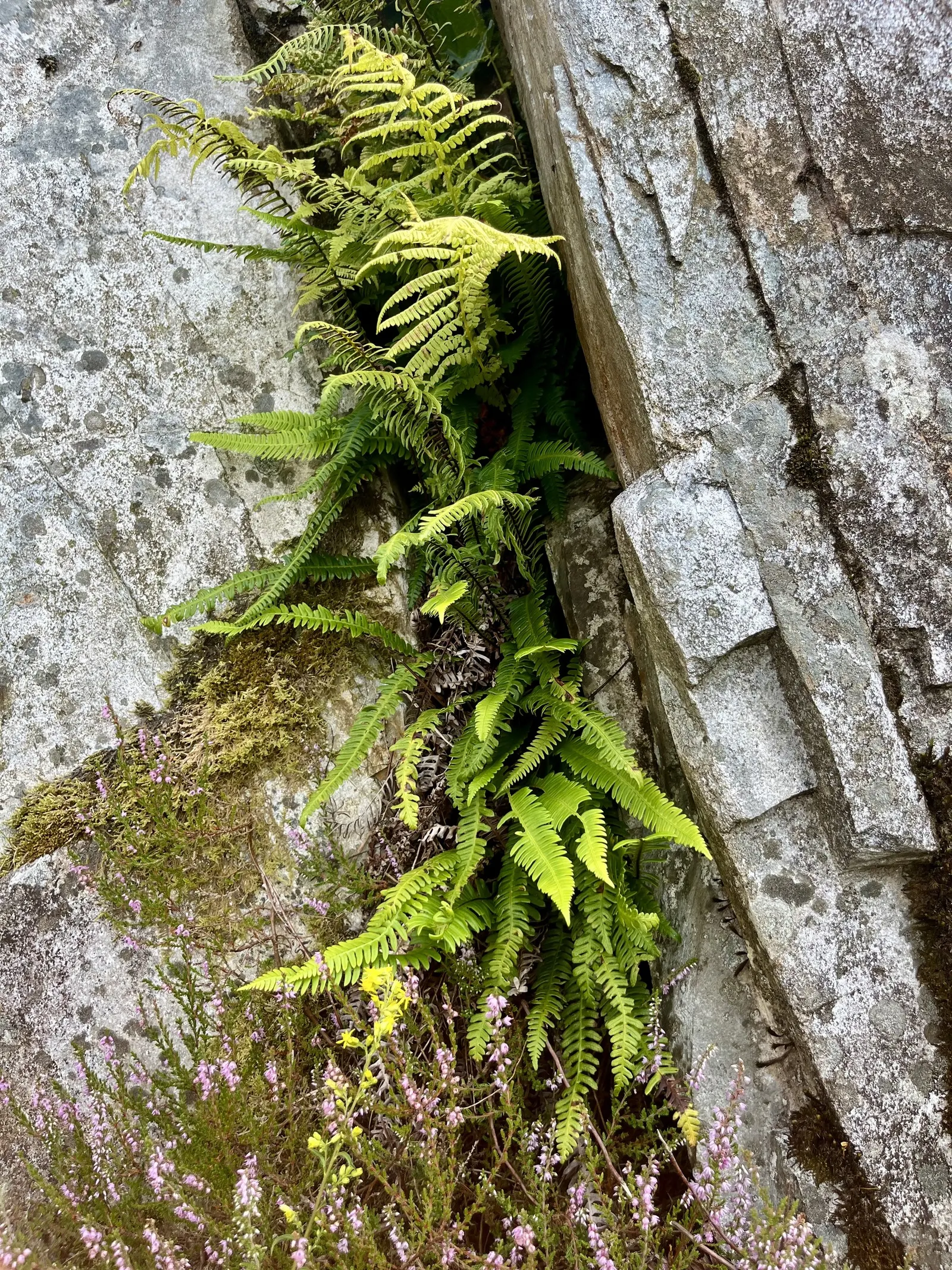 Deer Fern (Blechnum Spicant) — typically measuring up to 12 to 18 inches long