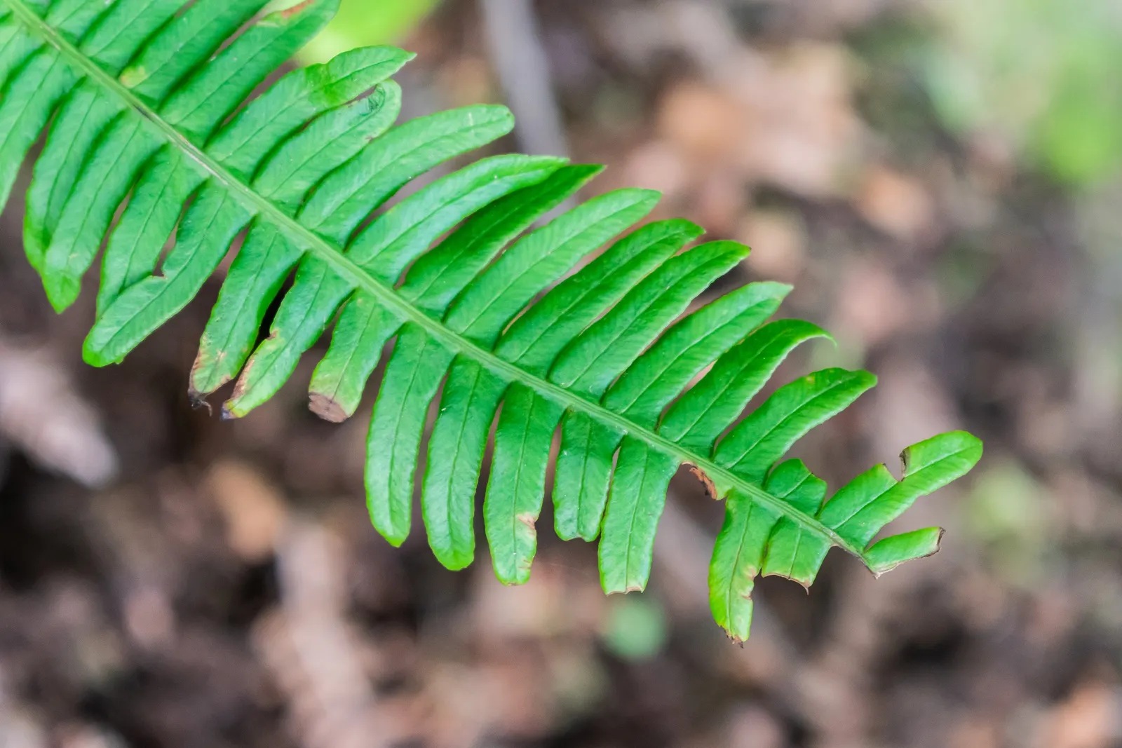 Deer Fern (Blechnum Spicant) — fern for half or shade