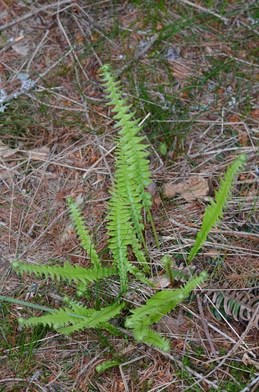 Deer Fern (Blechnum Spicant) — ensuring that its beauty remains undisturbed throughout the seasons; fertile fronds emerge upright, image 95