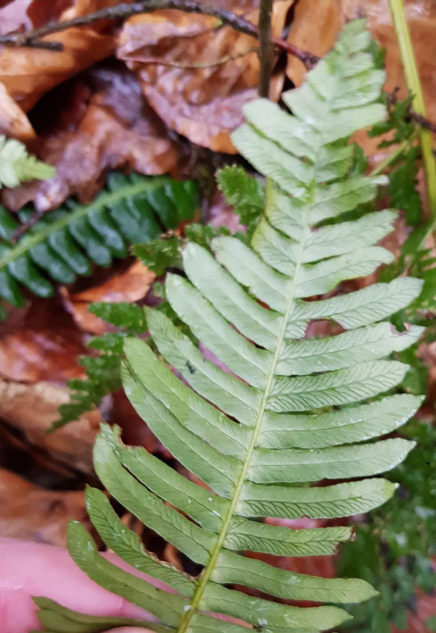 Deer Fern (Blechnum Spicant) — Deer-resistant, it's an ideal choice for naturalistic plantings; its resistance to deer browsing is a notable benefit, image 55