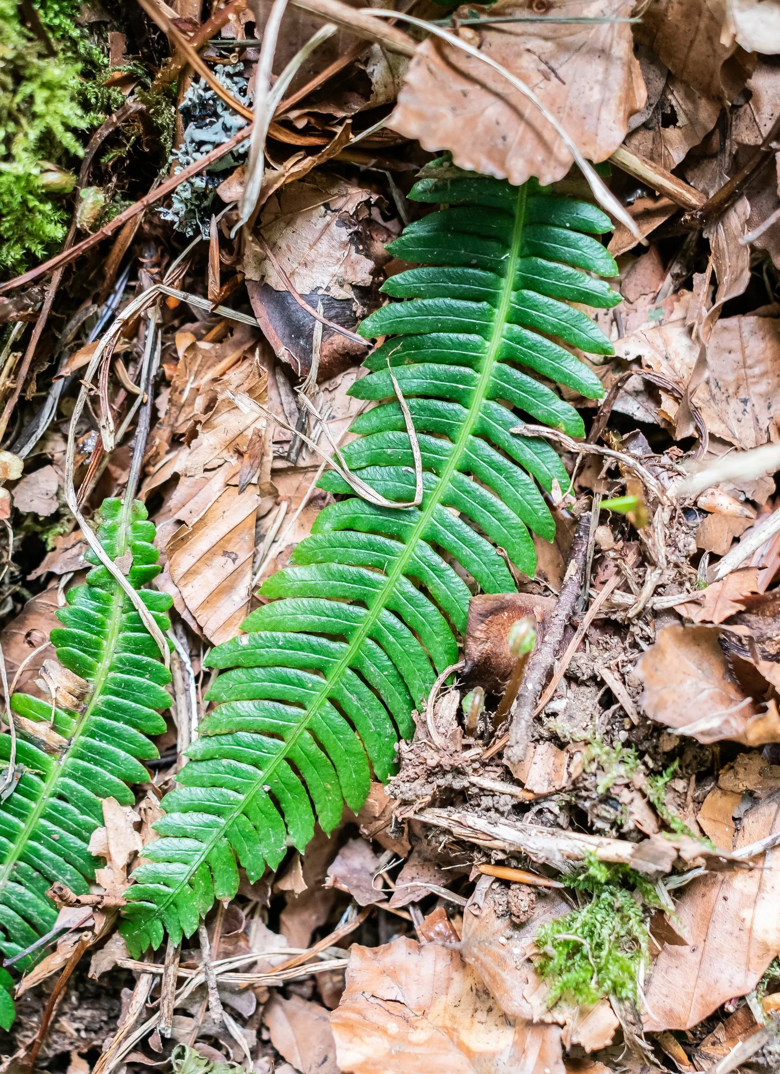 Deer Fern (Blechnum Spicant) — The Deer Fern, Blechnum spicant, thrives in moist, shady settings; symmetrical clumps reaching up to 2 feet in, image 73