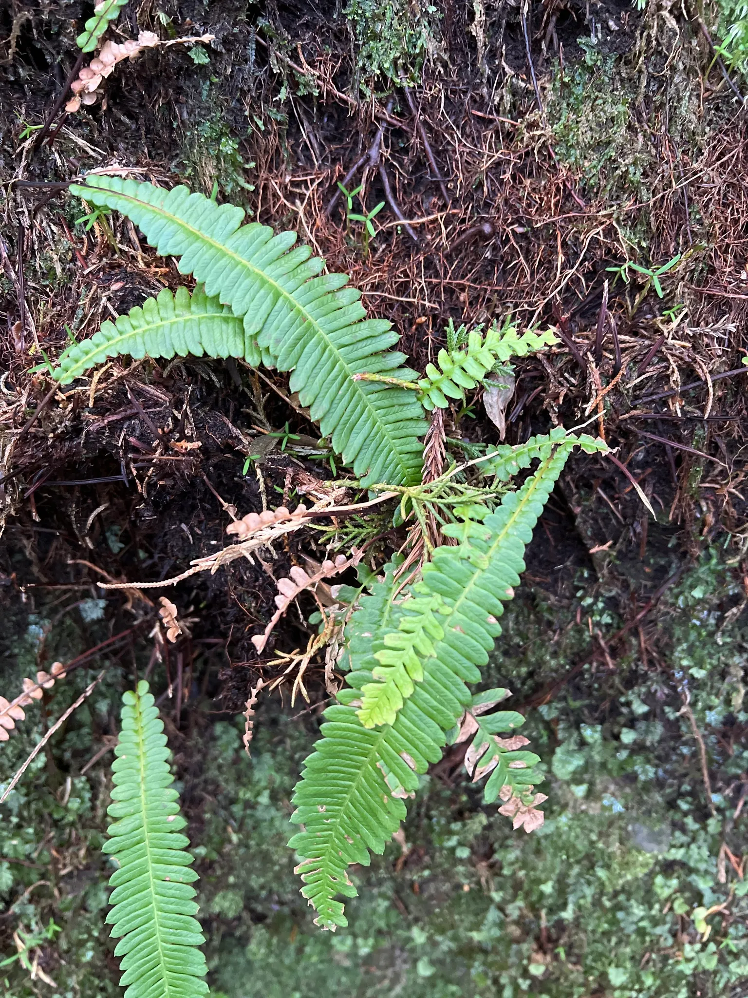 Deer Fern (Blechnum Spicant) — symmetrical clumps reaching up to 2 feet in height and spread; the Deer Fern, Blechnum spicant, thrives in moist, shady settings