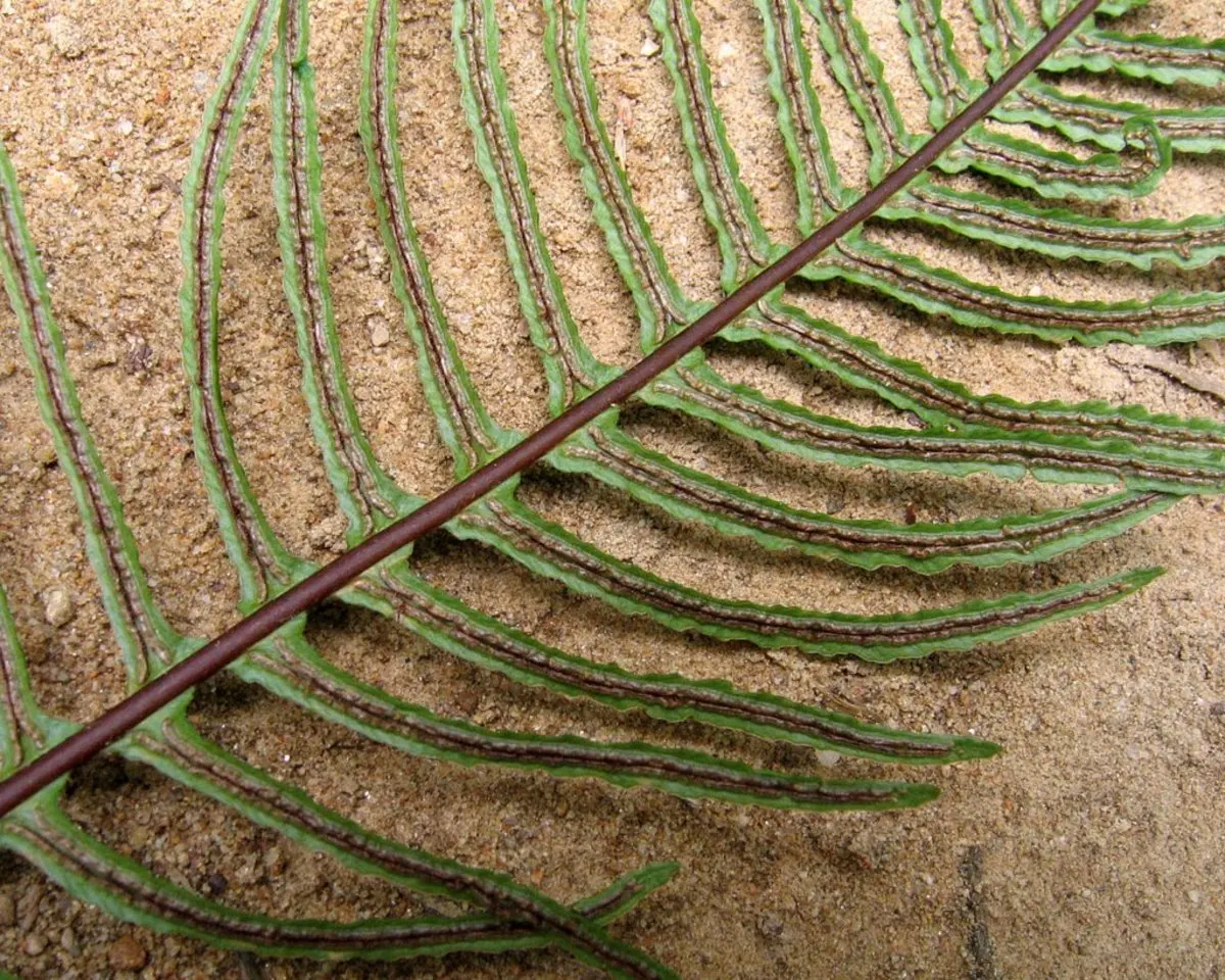 Deer Fern (Blechnum Spicant) — Hardy and low maintenance, it adds year-round interest and texture to the landscape; reaching heights of 18 to 24, image 102