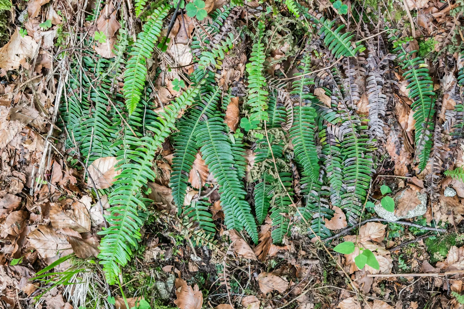 Deer Fern (Blechnum Spicant) — Commonly referred to as the Deer Fern; perfect for woodland gardens, it prefers acidic soil and pairs well with, image 104