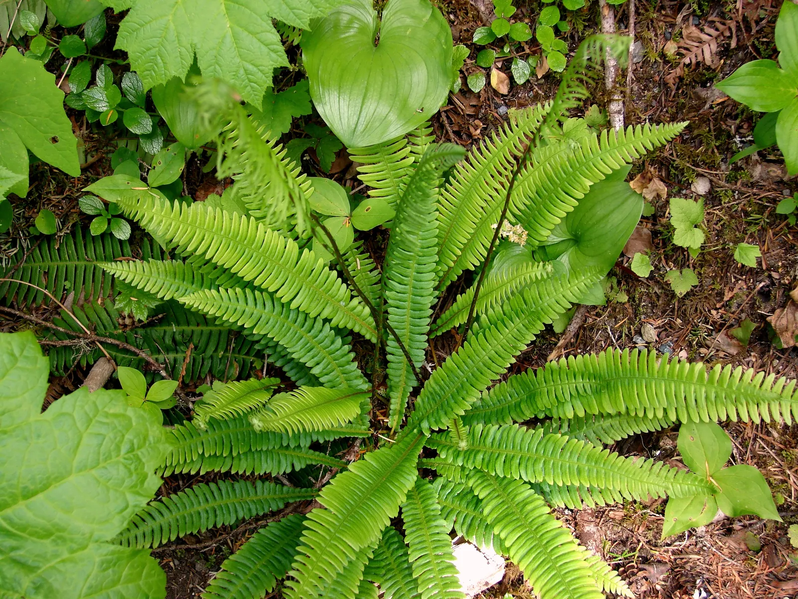 Deer Fern (Blechnum Spicant) — An optimal spot for the Deer Fern is an area with partial to full shade; which bears the spores on the, image 68