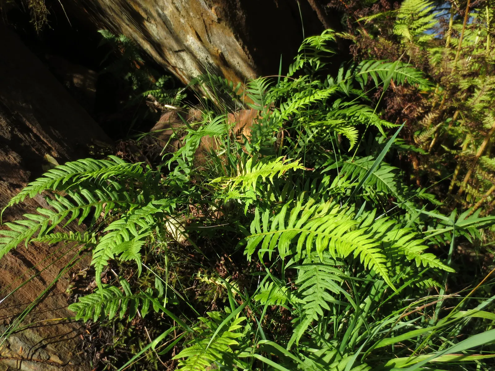 Deer Fern (Blechnum Spicant) — reaching heights of 18 to 24 inches