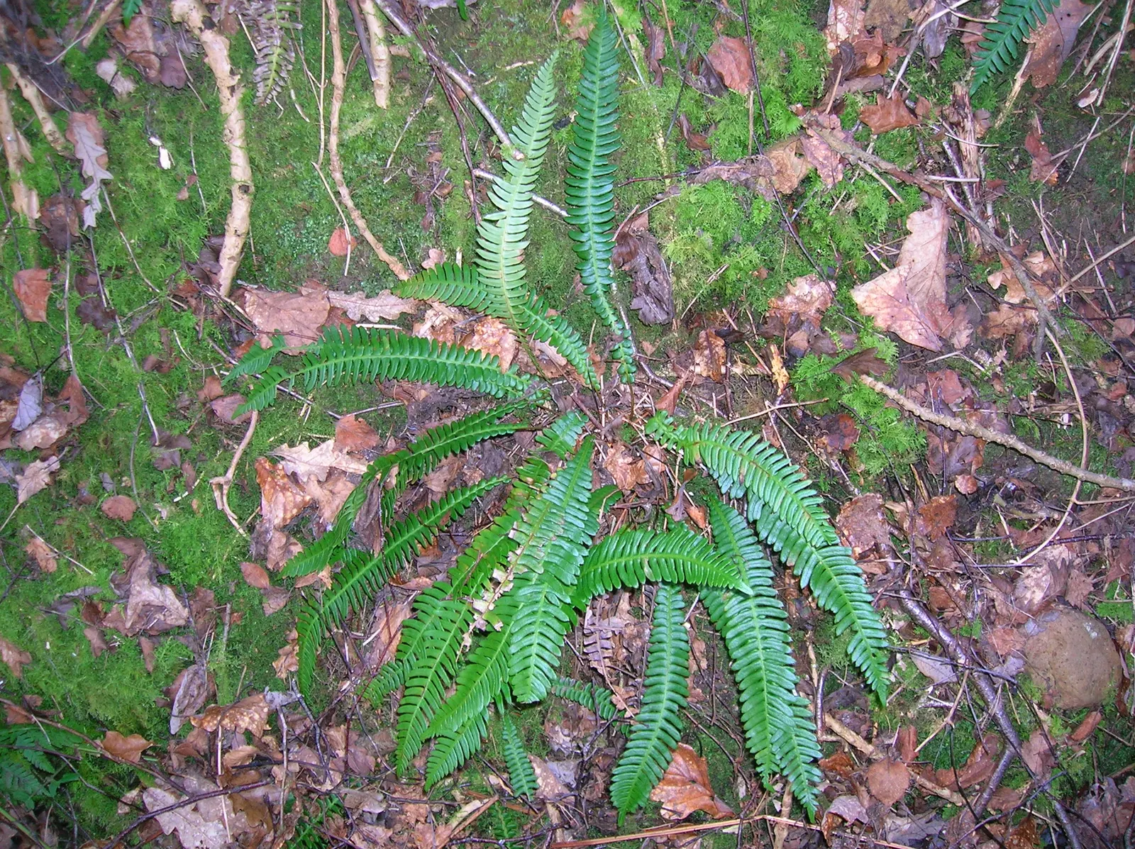 Deer Fern (Blechnum Spicant) — and display a more narrow and rigid structure; typically measuring up to 12 to 18 inches long, image 88