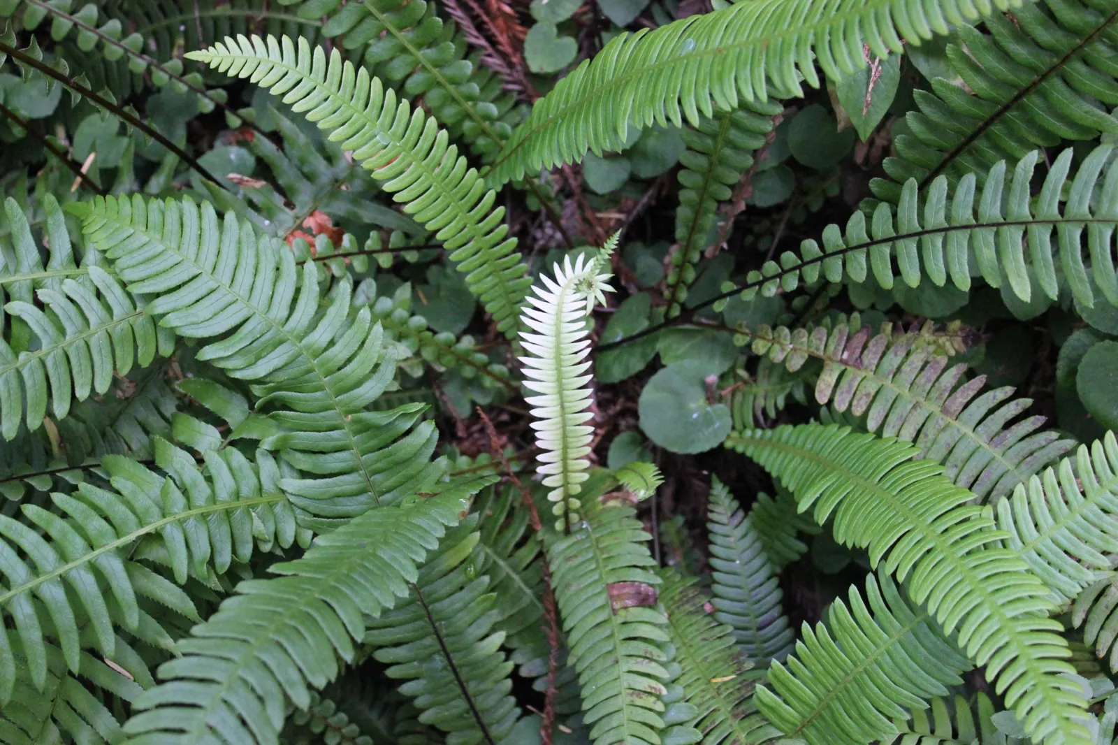 Deer Fern (Blechnum Spicant) — symmetrical clumps reaching up to 2 feet in height and spread; the Deer Fern, Blechnum spicant, thrives in moist, image 76