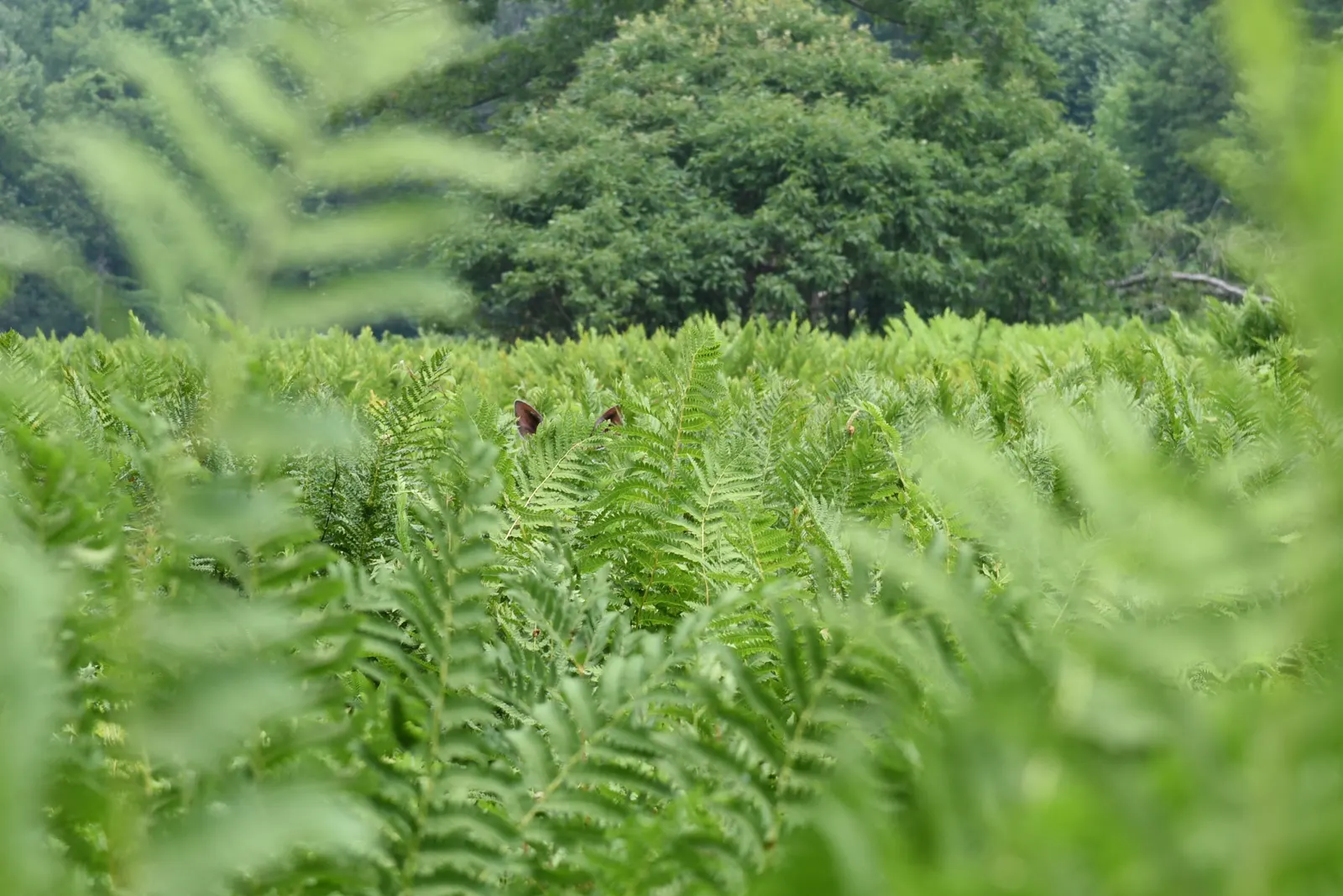 Deer Fern (Blechnum Spicant) — leathery fronds that create neat; blechnum spicant thrives in USDA hardiness zones 5 through 8, image 75