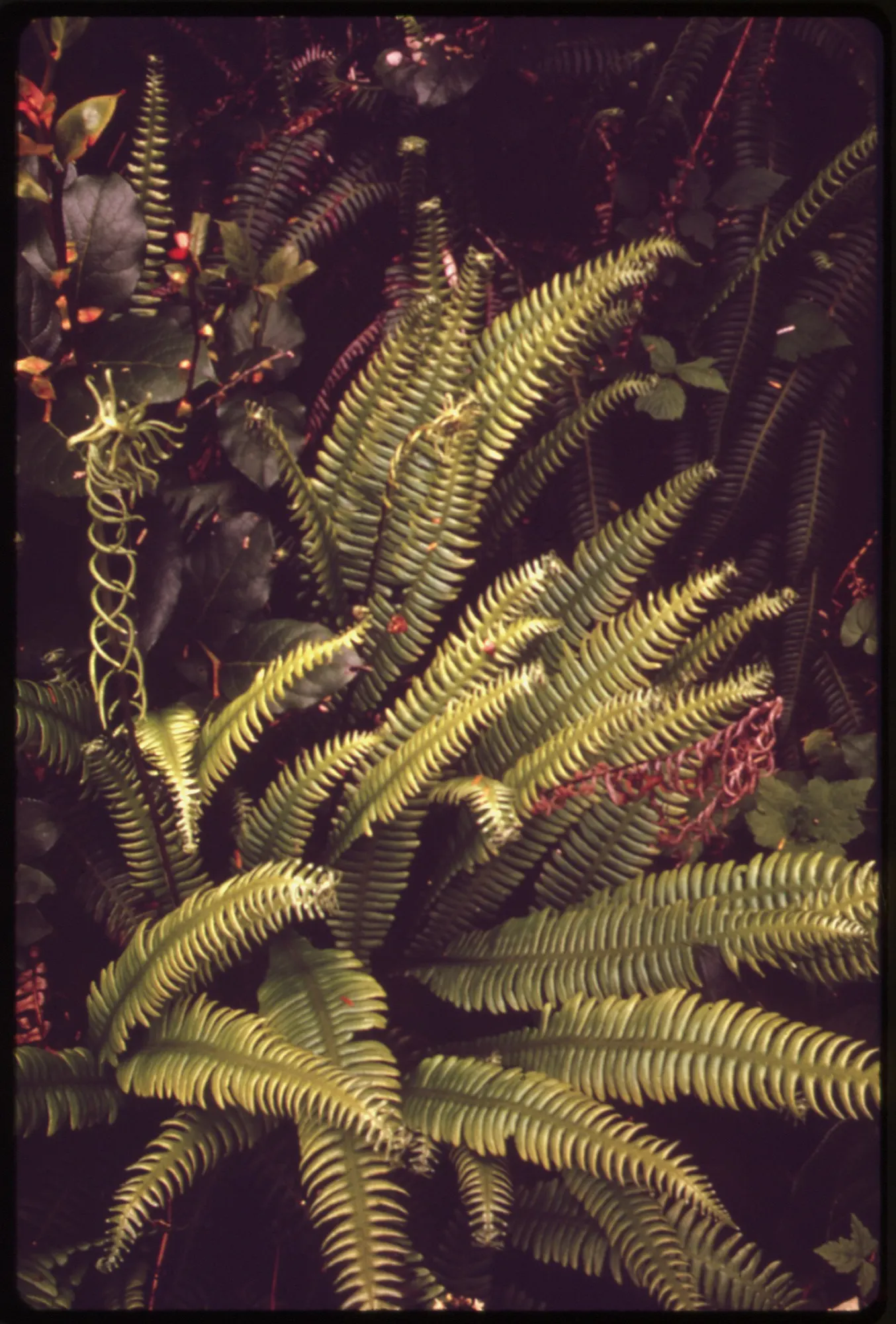 Deer Fern (Blechnum Spicant) — Its resistance to deer browsing is a notable benefit; deer-resistant, it's an ideal choice for naturalistic plantings, image 94