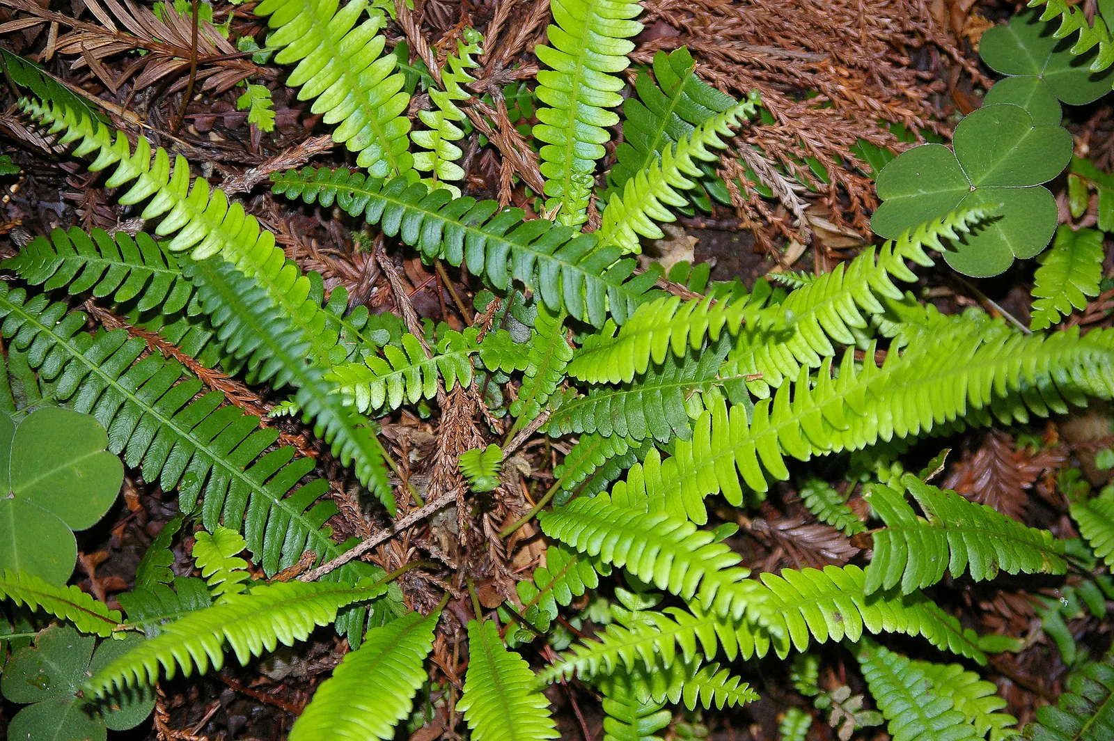 Deer Fern (Blechnum Spicant) — leathery fronds that create neat; blechnum spicant thrives in USDA hardiness zones 5 through 8, image 51