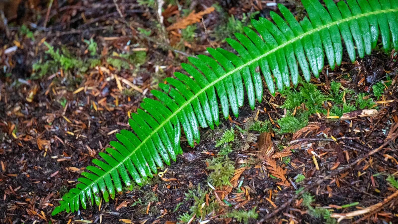 Deer Fern (Blechnum Spicant) — Its resistance to deer browsing is a notable benefit; deer-resistant, it's an ideal choice for naturalistic plantings