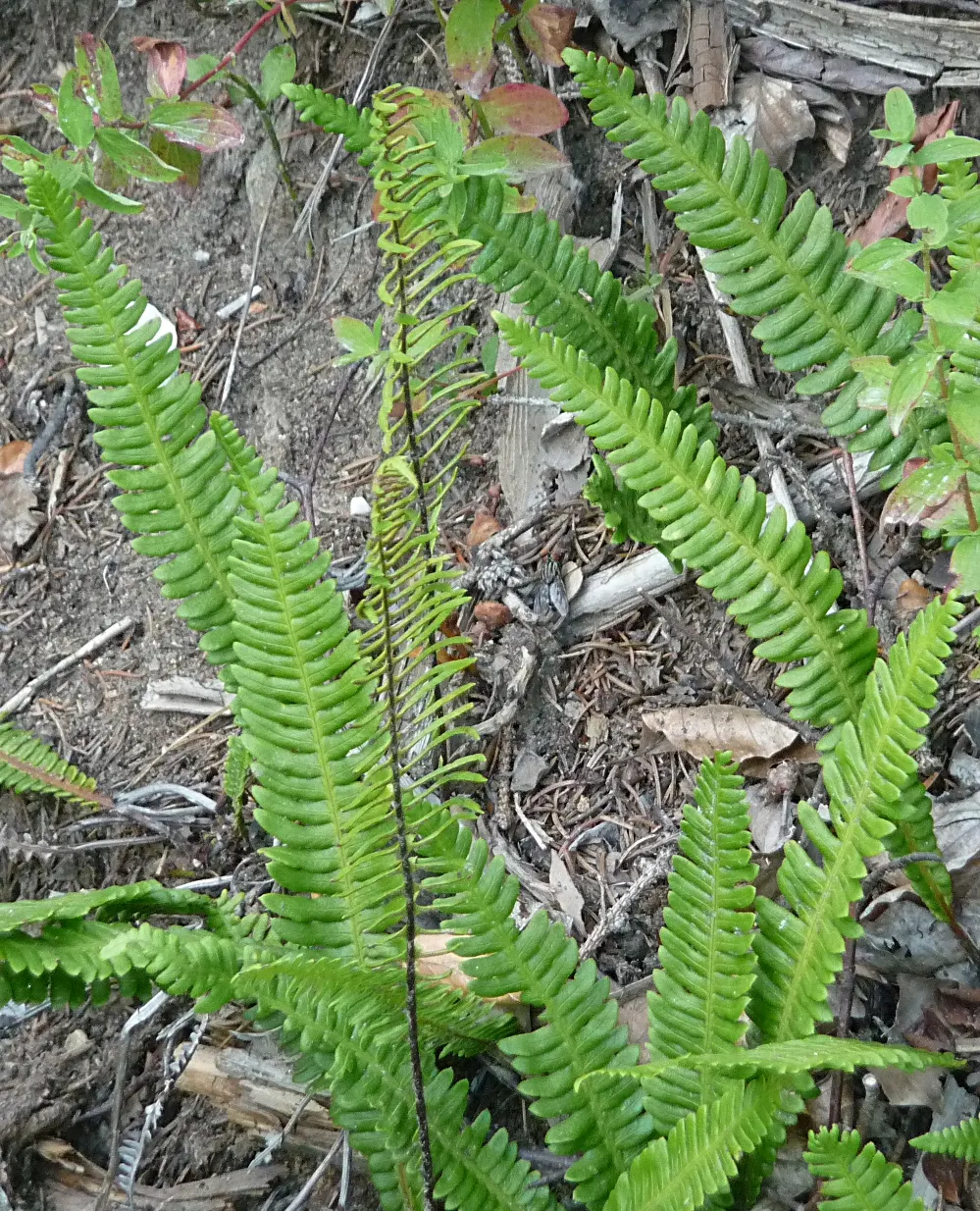 Deer Fern (Blechnum Spicant) — An optimal spot for the Deer Fern is an area with partial to full shade; which bears the spores on the, image 92