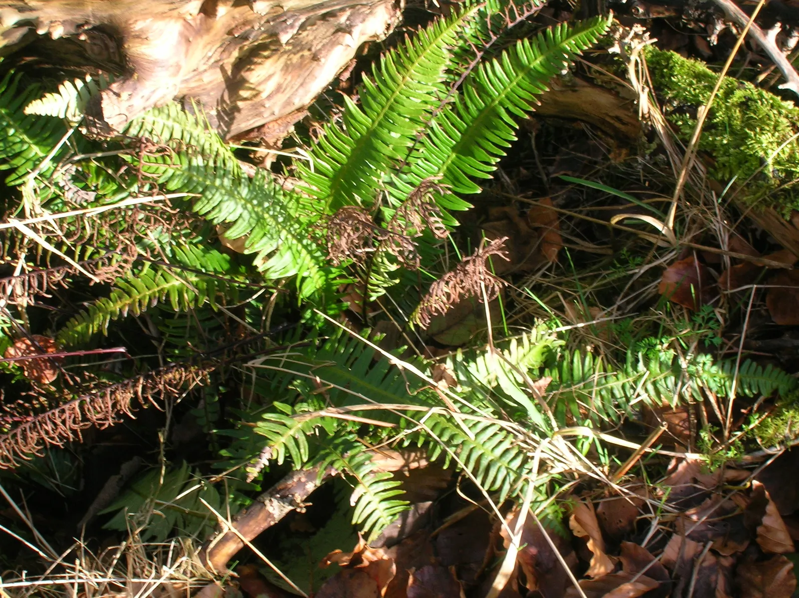 Deer Fern (Blechnum Spicant) — Perfect for woodland gardens, it prefers acidic soil and pairs well with shade-tolerant shrubs