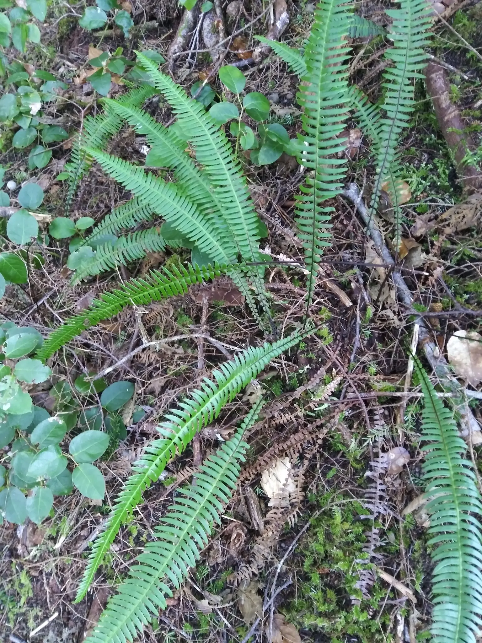 Deer Fern (Blechnum Spicant) — typically measuring up to 12 to 18 inches long; and display a more narrow and rigid structure
