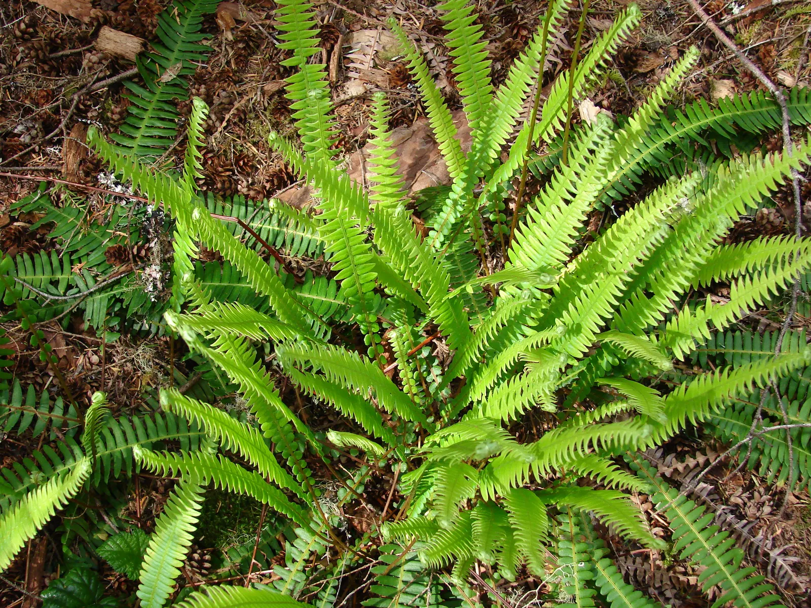 Deer Fern (Blechnum Spicant) — The sterile fronds are horizontally outstretched; blechnum spicant is a handsome evergreen fern that can serve as a, image 60