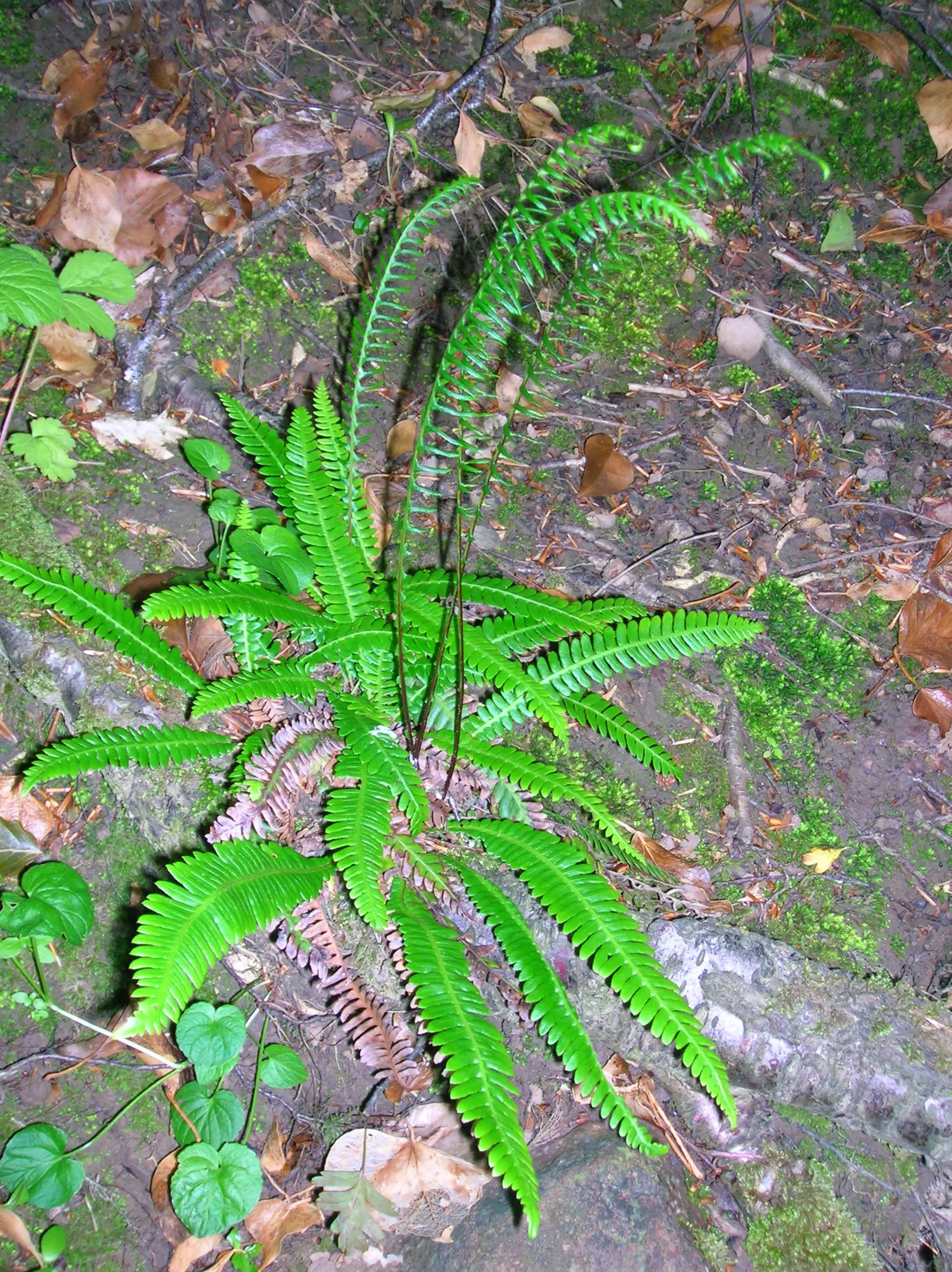 Deer Fern (Blechnum Spicant) — Commonly referred to as the Deer Fern; perfect for woodland gardens, it prefers acidic soil and pairs well with, image 56