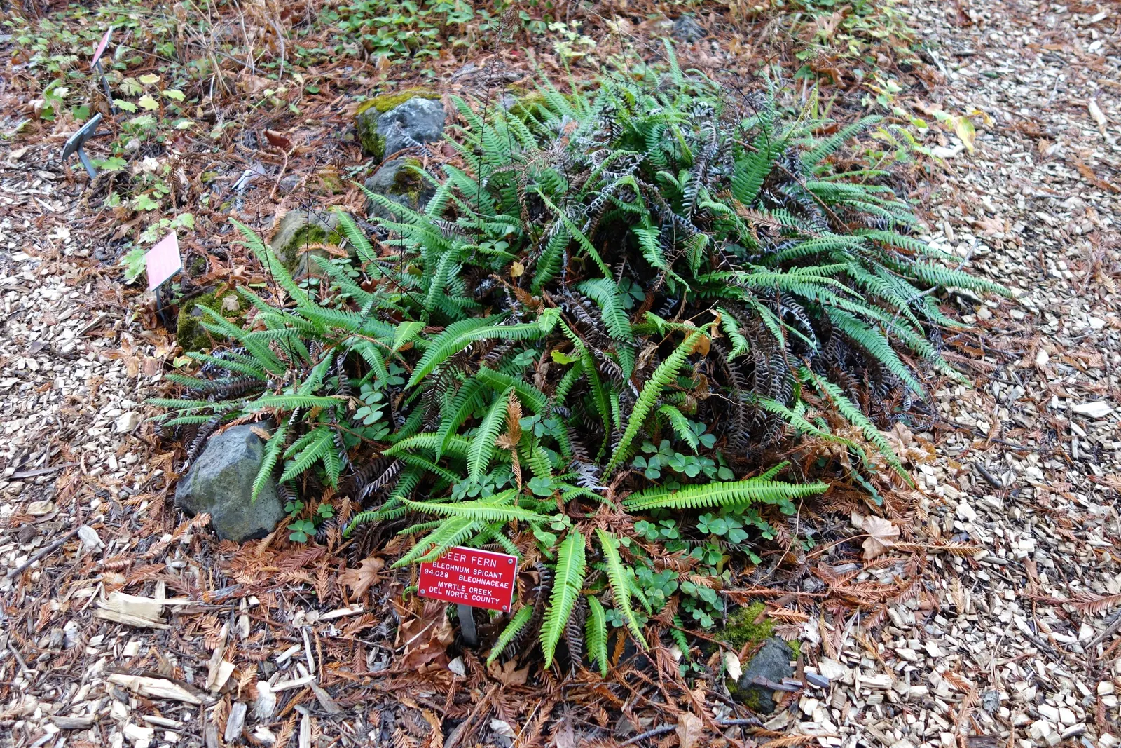 Deer Fern (Blechnum Spicant) — which bears the spores on the underside.<br><br>Preferring moist; an optimal spot for the Deer Fern is an area with, image 113