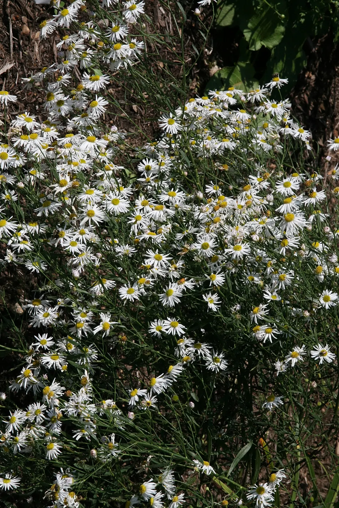 Snowbank False Aster (Boltonia Asteroides 'Snowbank') — this false aster features narrow