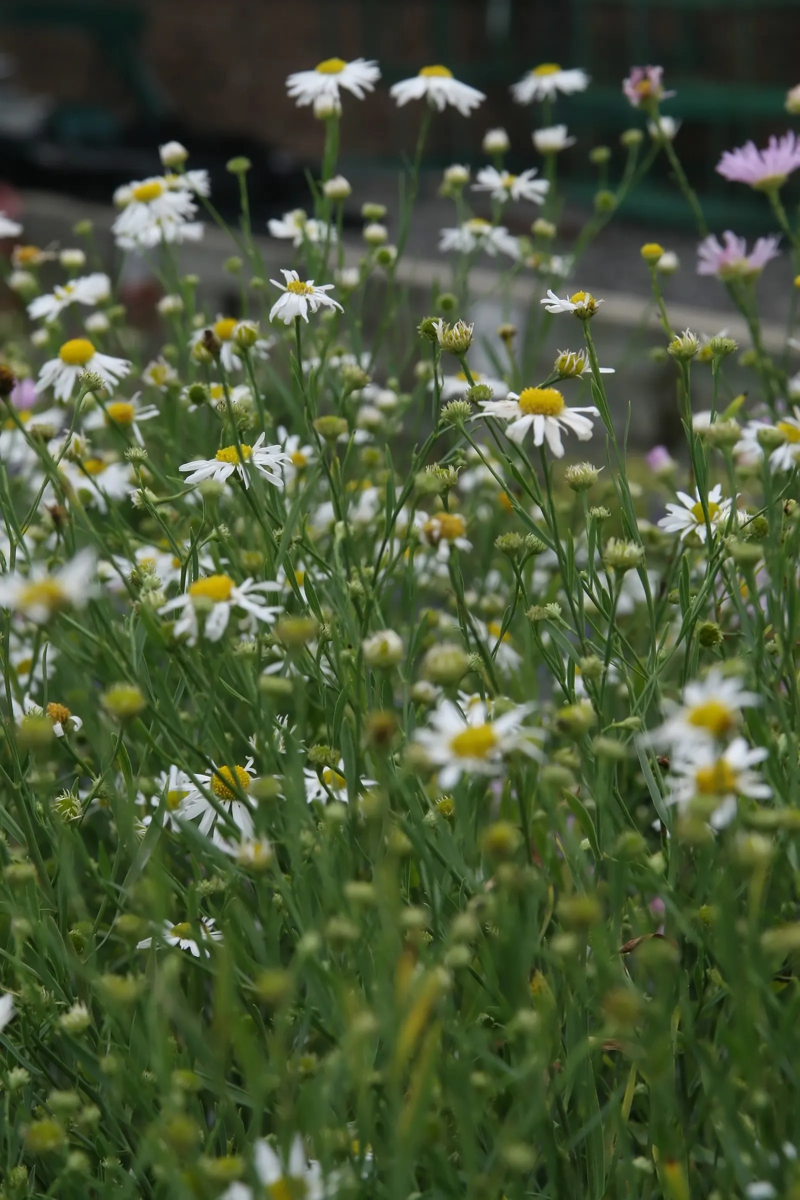 Snowbank False Aster (Boltonia Asteroides 'Snowbank') — Standing at 3 to 4 feet tall with a spread of 2 to 3 feet