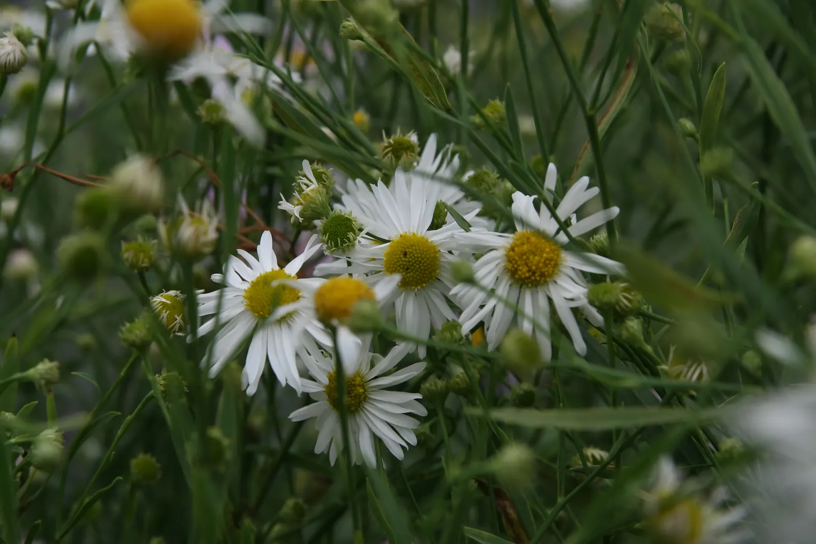 Snowbank False Aster (Boltonia Asteroides 'Snowbank') — daisy-like white blossoms from late summer into fall