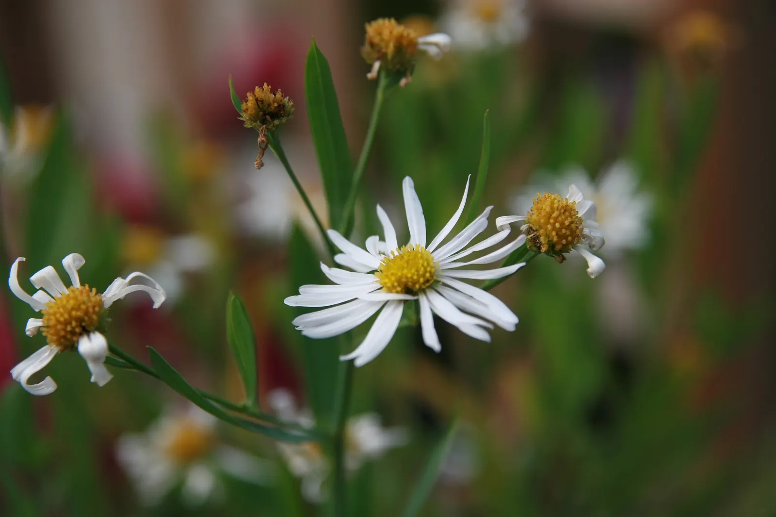 Snowbank False Aster (Boltonia Asteroides 'Snowbank') — Ideal for the back of borders