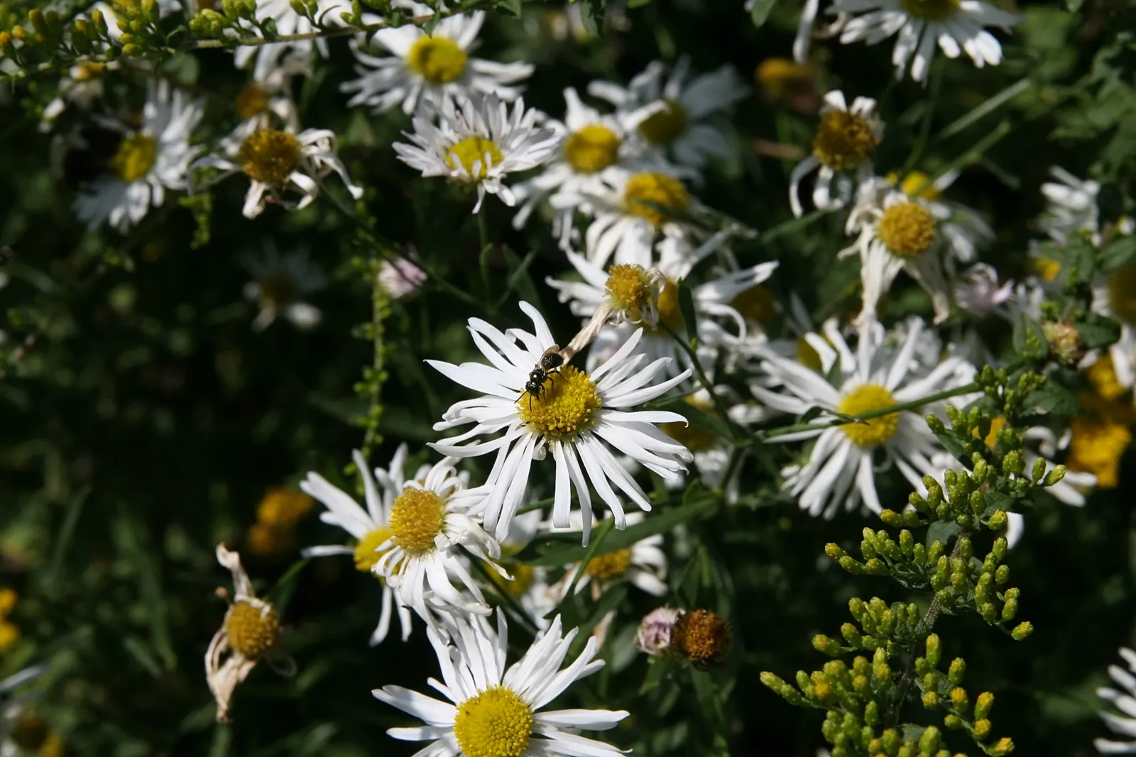 Snowbank False Aster (Boltonia Asteroides 'Snowbank') — lance-shaped leaves and a clumping habit