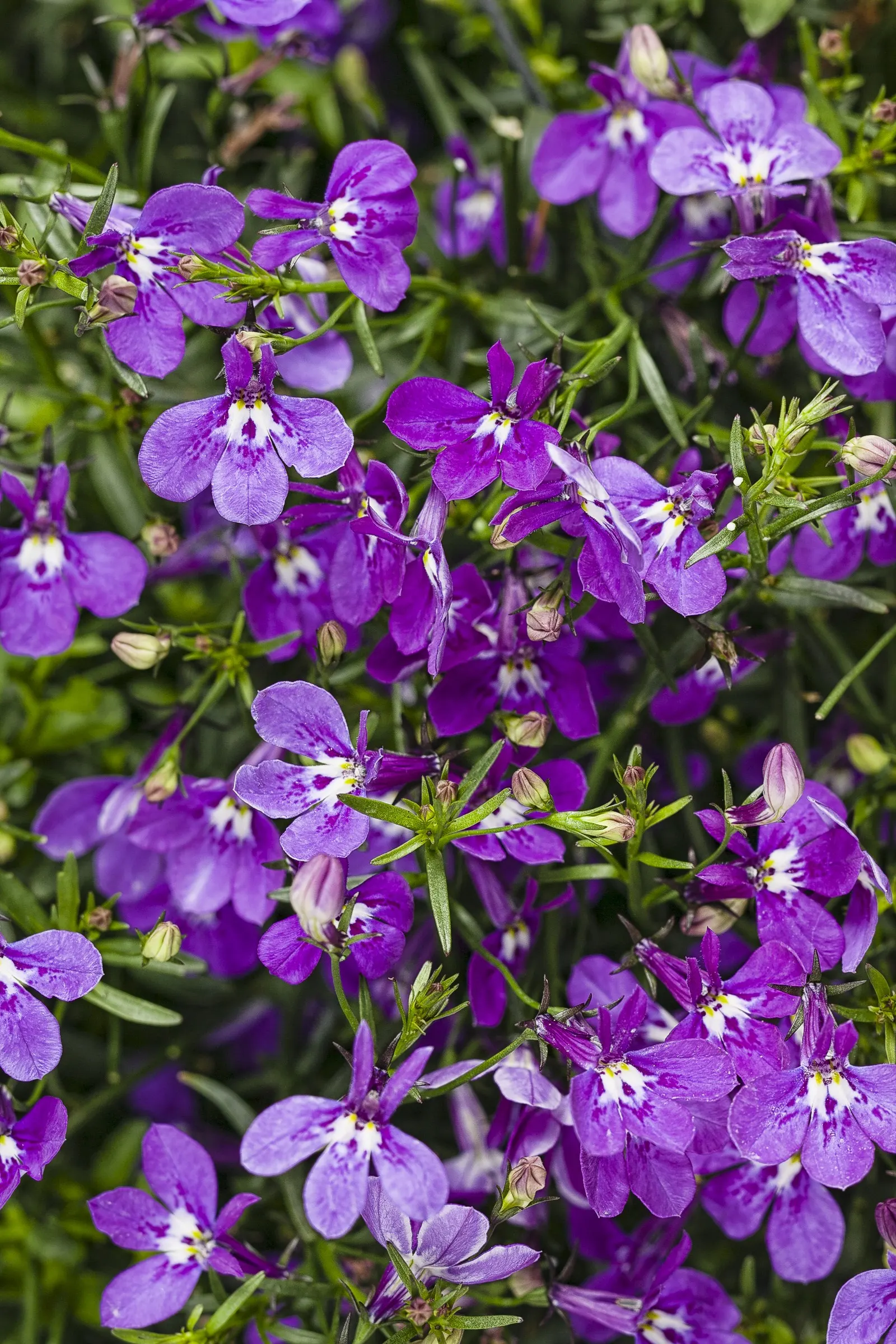 Ultraviolet™ Lobelia (Lobelia erinus) — making it compact enough for refined edging yet generous enough to fill containers with ease