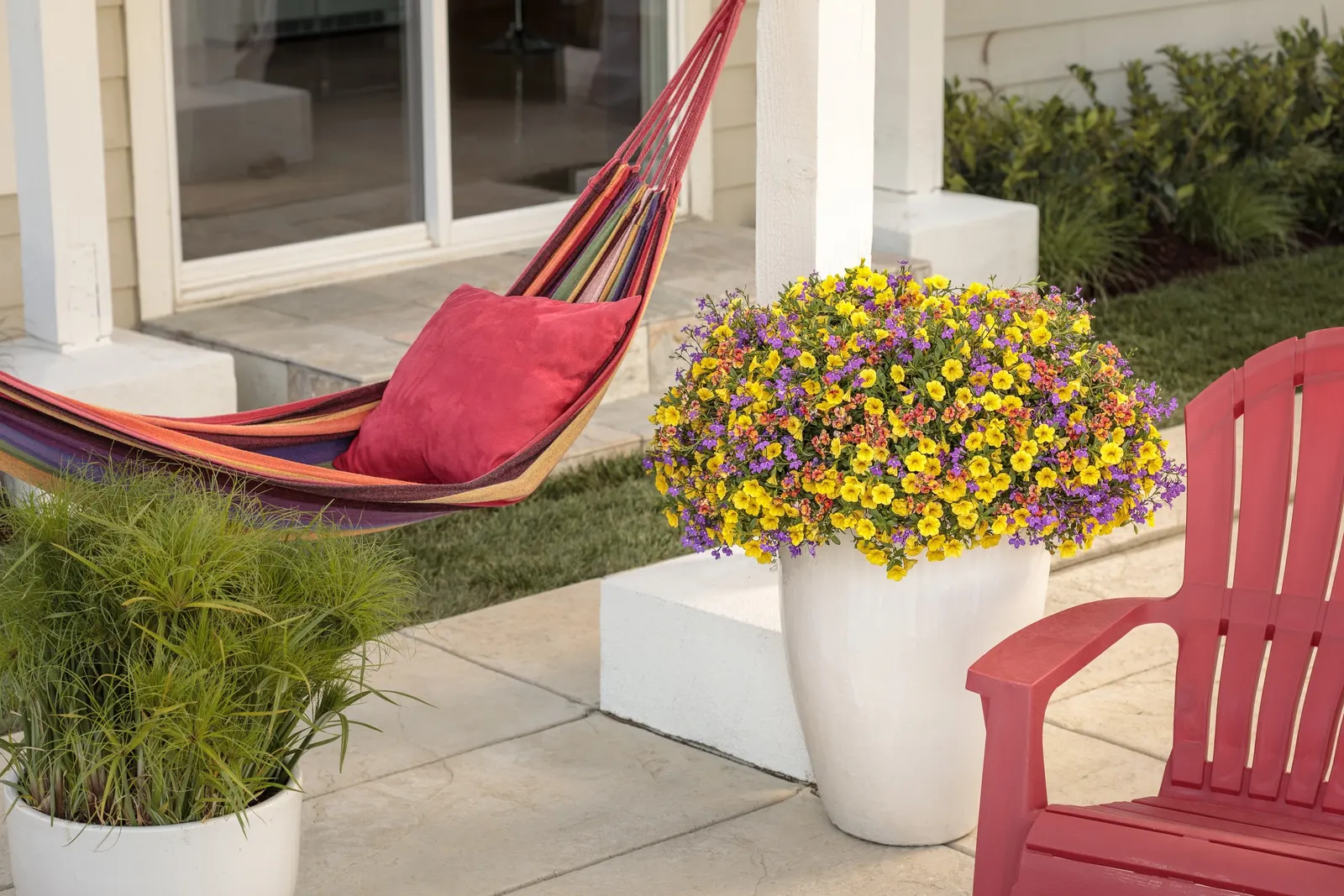 Ultraviolet™ Lobelia (Lobelia erinus) — The plant stays tidy and floriferous without deadheading