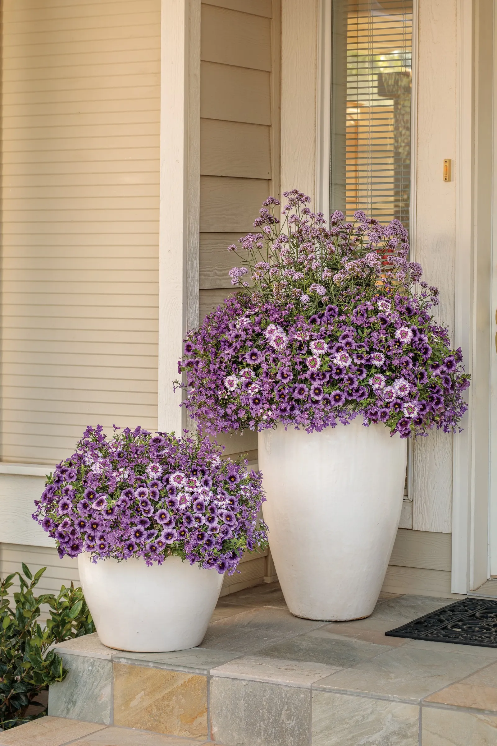 Grape Punch™ II Calibrachoa — and is most often used as a long-blooming annual elsewhere