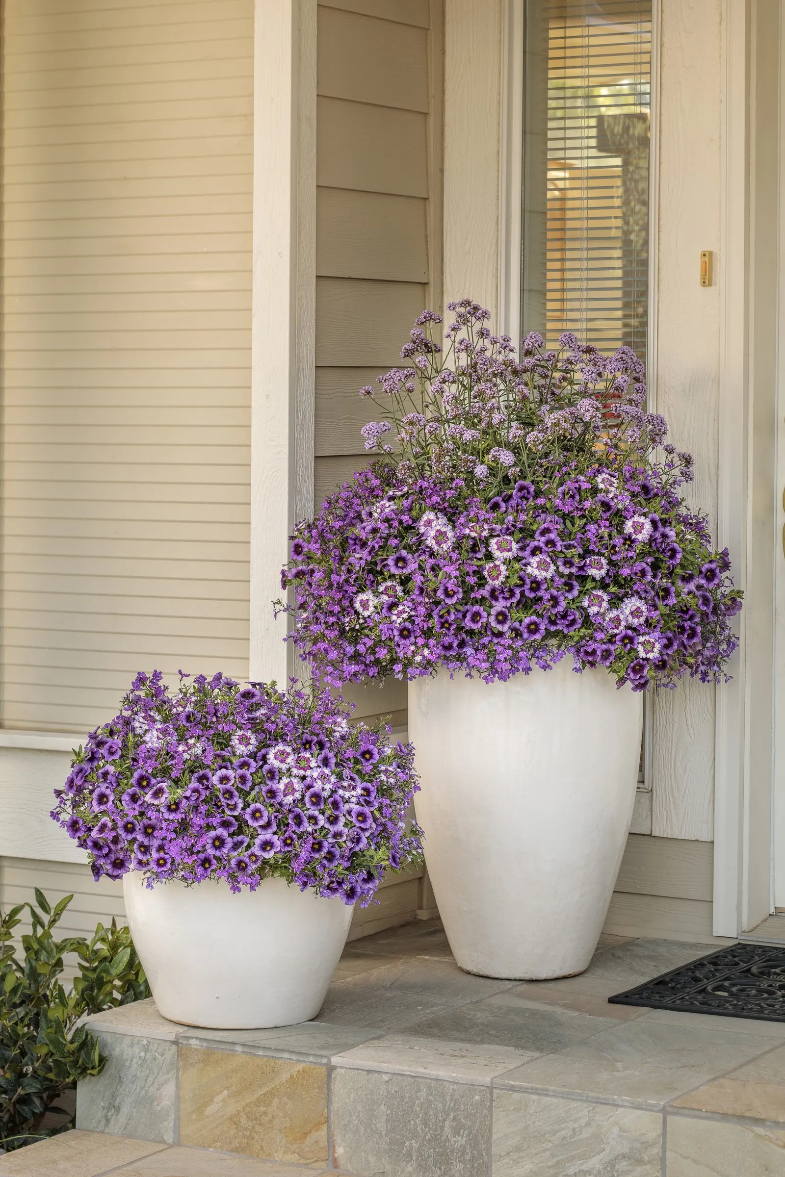 Grape Punch™ II Calibrachoa — It is perennial only in the warmest climates