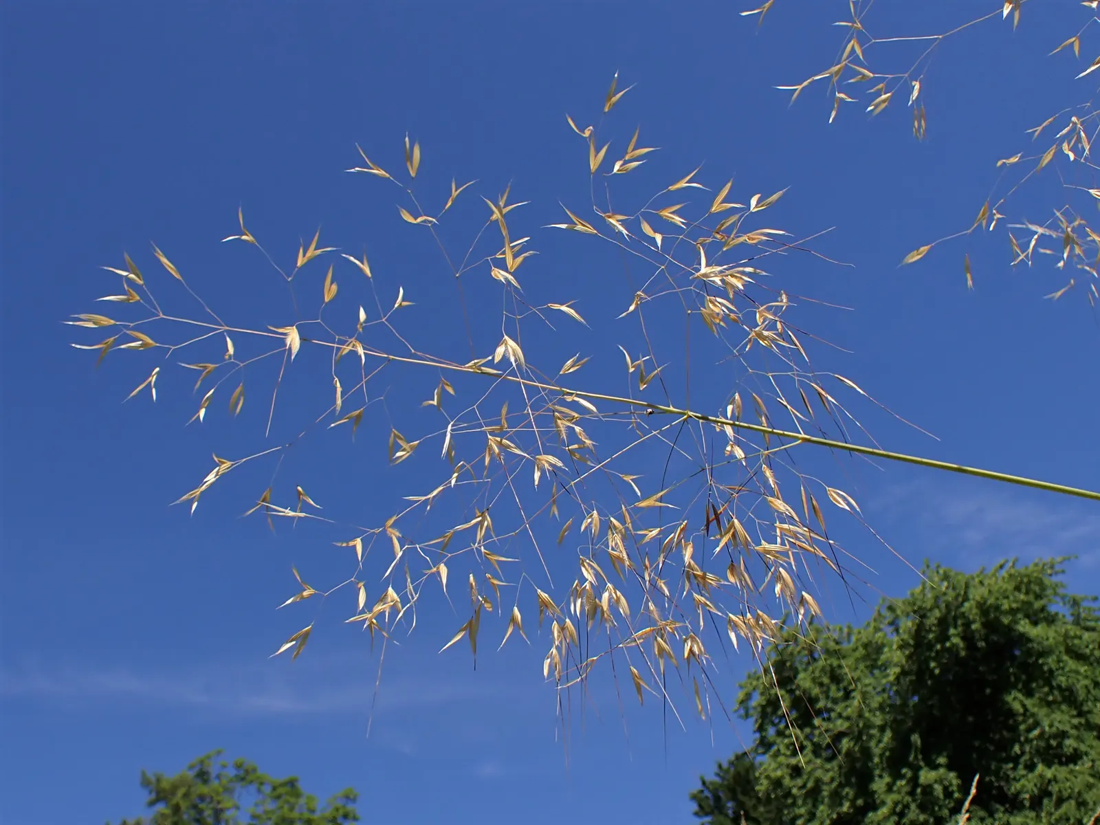 Giant Feather Grass (Stipa Gigantea) — is an ornamental grass that makes a striking statement in the landscape with its imposing size and elegant