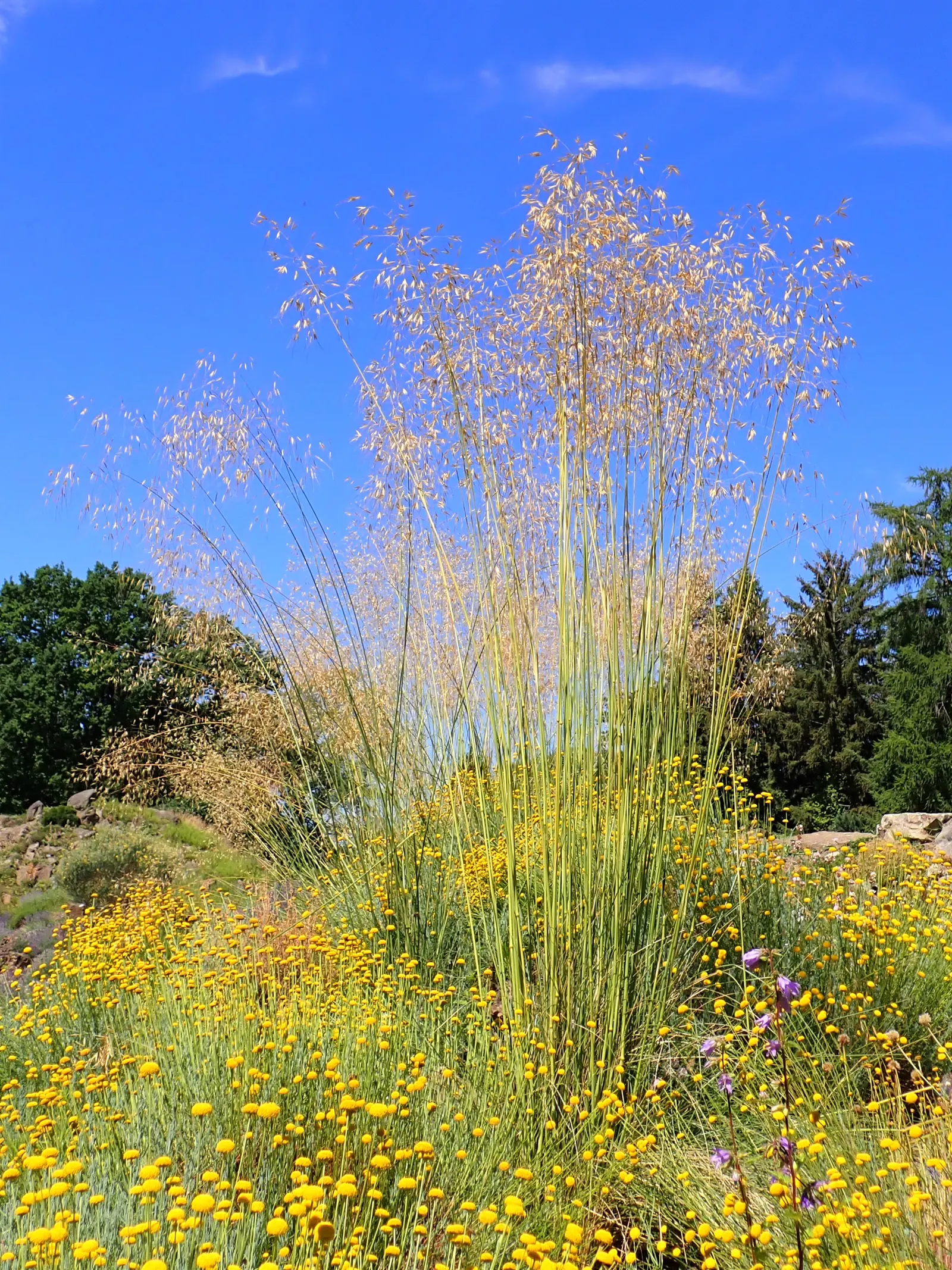 Giant Feather Grass (Stipa Gigantea) — ensuring adaptability to a variety of temperate climates