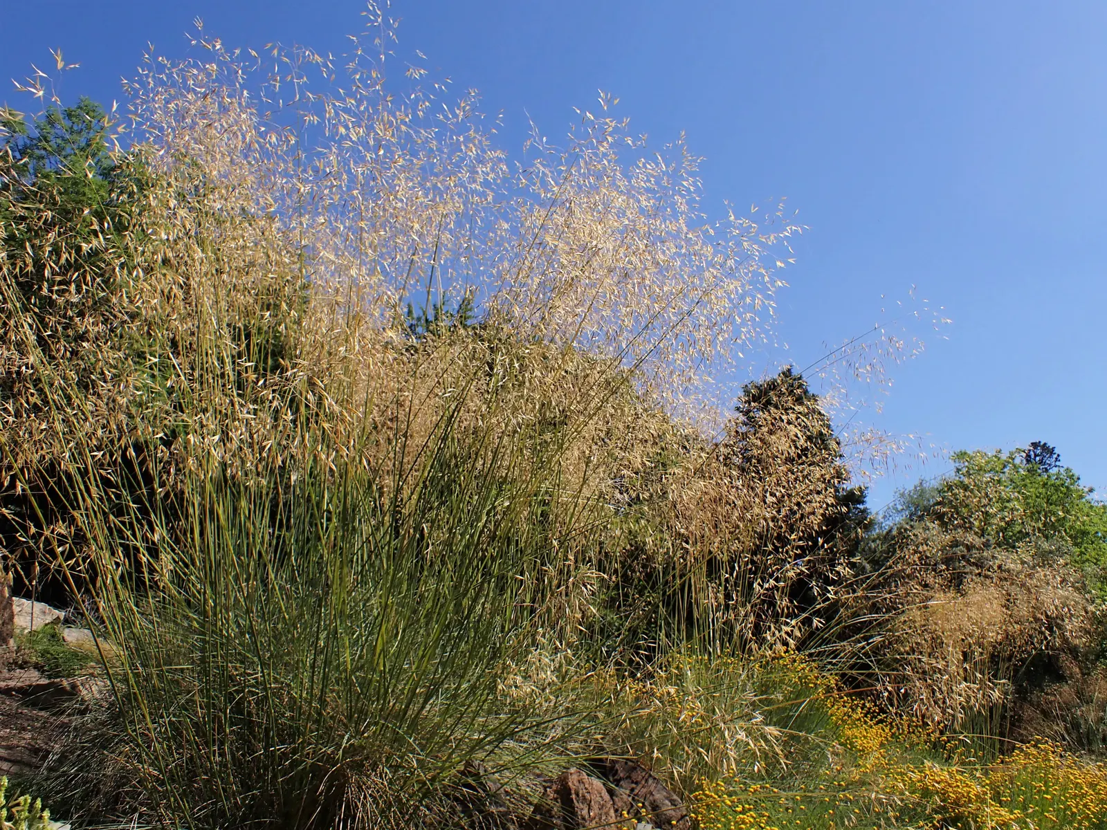 Giant Feather Grass (Stipa Gigantea) — space specimens approximately 3 to 4 feet apart to allow for their ultimate spread