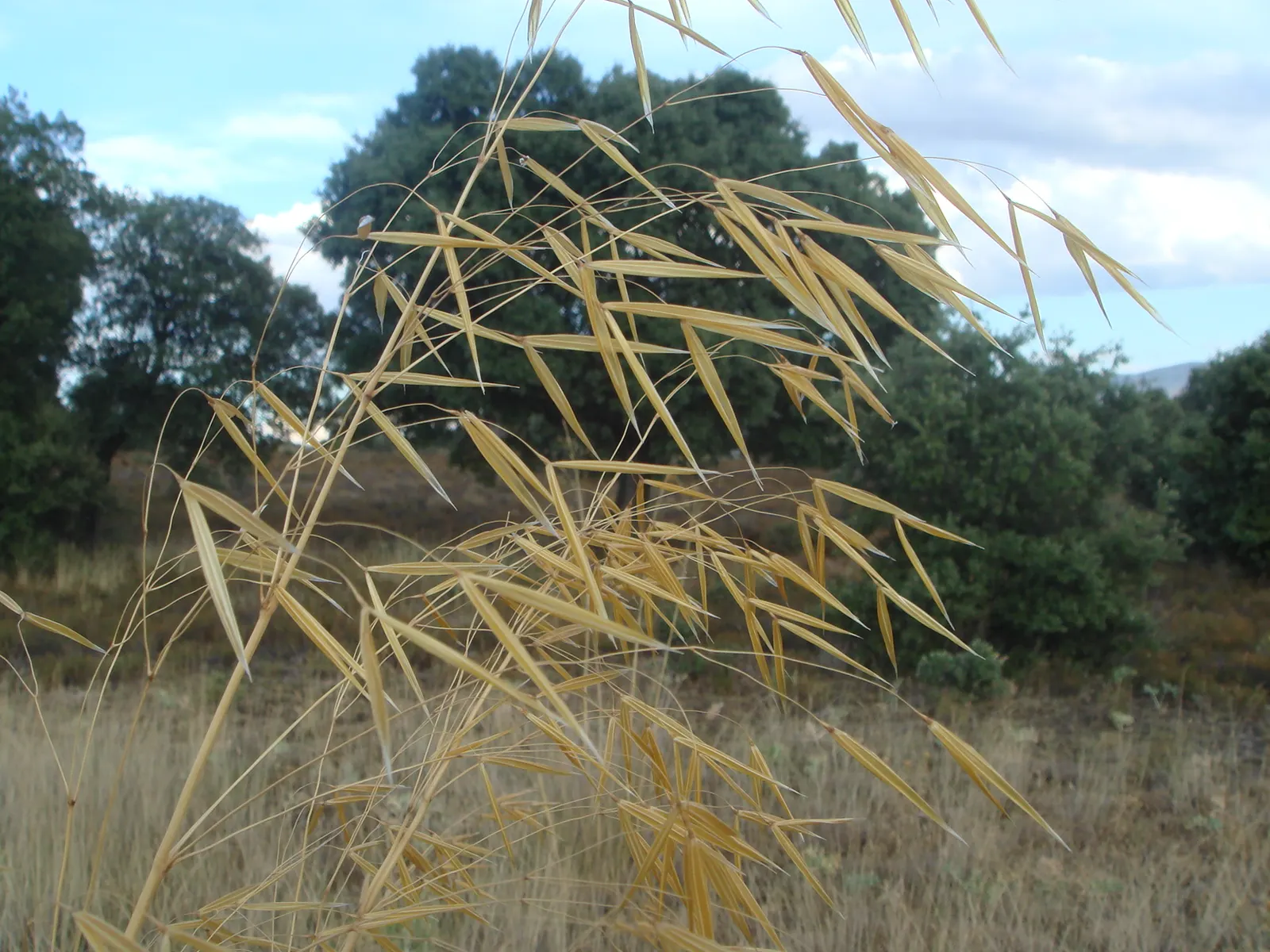 Giant Feather Grass (Stipa Gigantea) — growing up to 2 to 3 feet in height