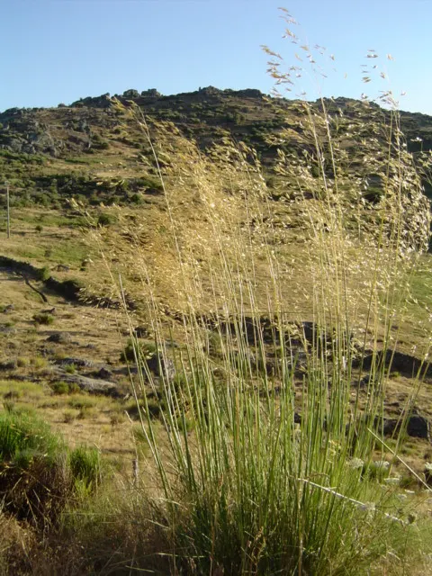 Giant Feather Grass (Stipa Gigantea) — standing at an impressive 4 to 6 feet tall with a spread of 2 to 3 feet