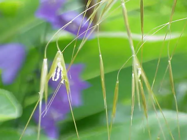 Giant Feather Grass (Stipa Gigantea) — These panicles can span up to 12 inches long and persist well into the winter