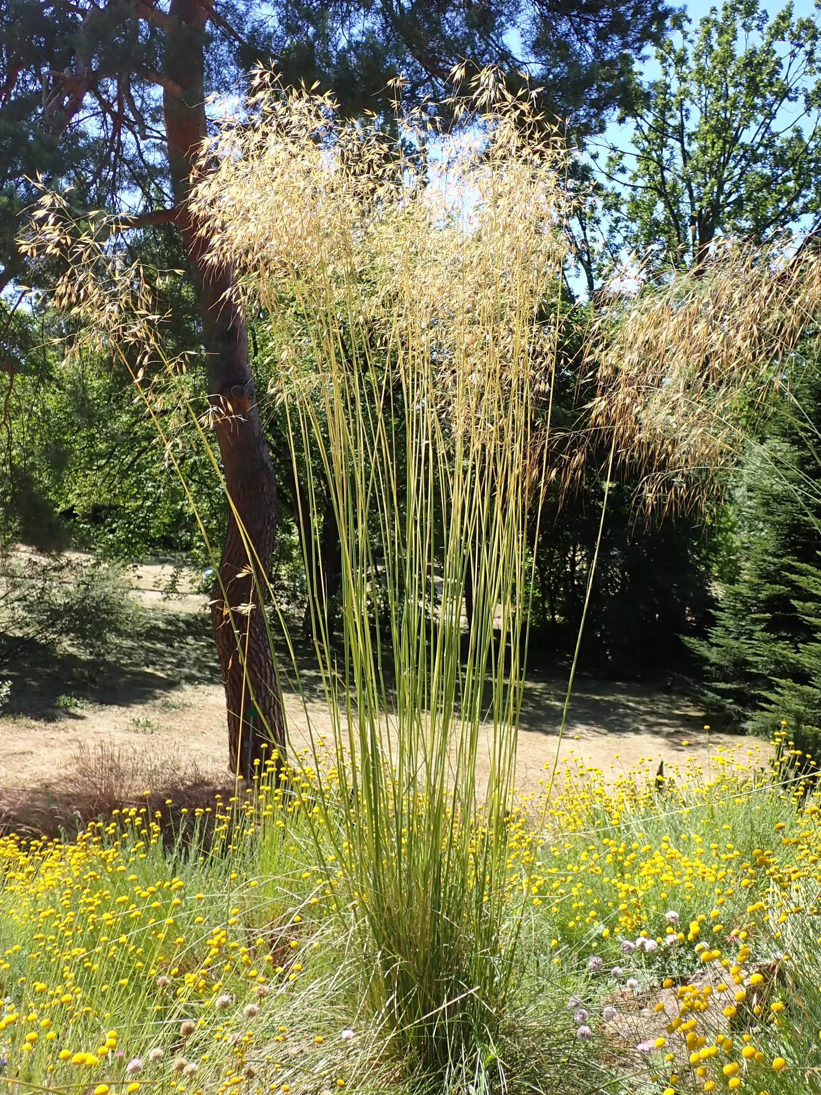 Giant Feather Grass (Stipa Gigantea) — towering above the foliage and bearing airy