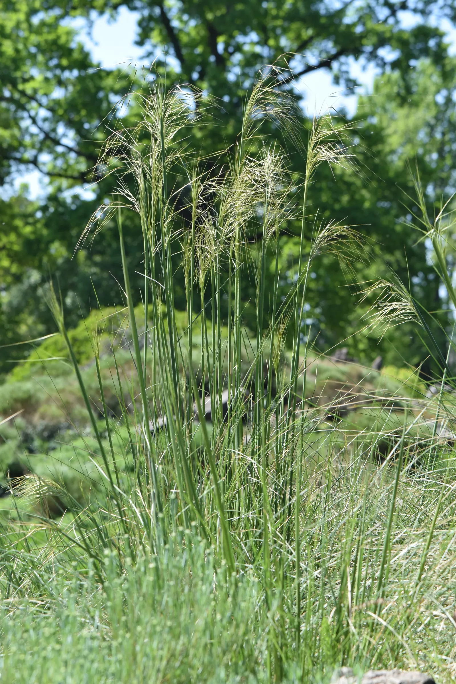 Giant Feather Grass (Stipa Gigantea) — offering year-round interest even in winter months