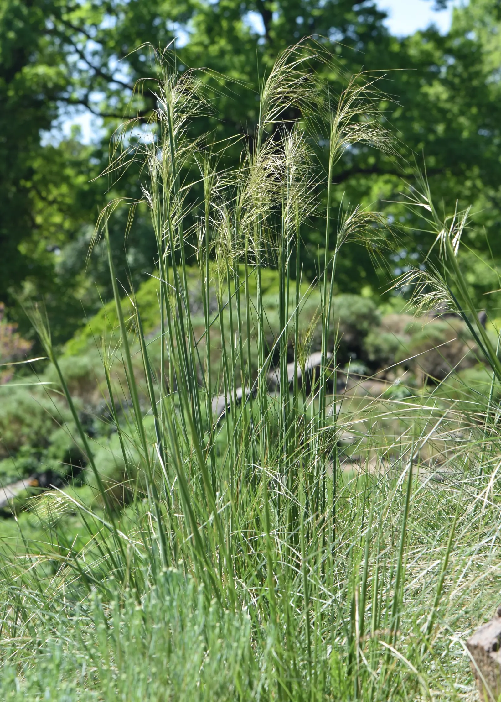 Giant Feather Grass (Stipa Gigantea) — commonly known as Giant Feather Grass or Golden Oats