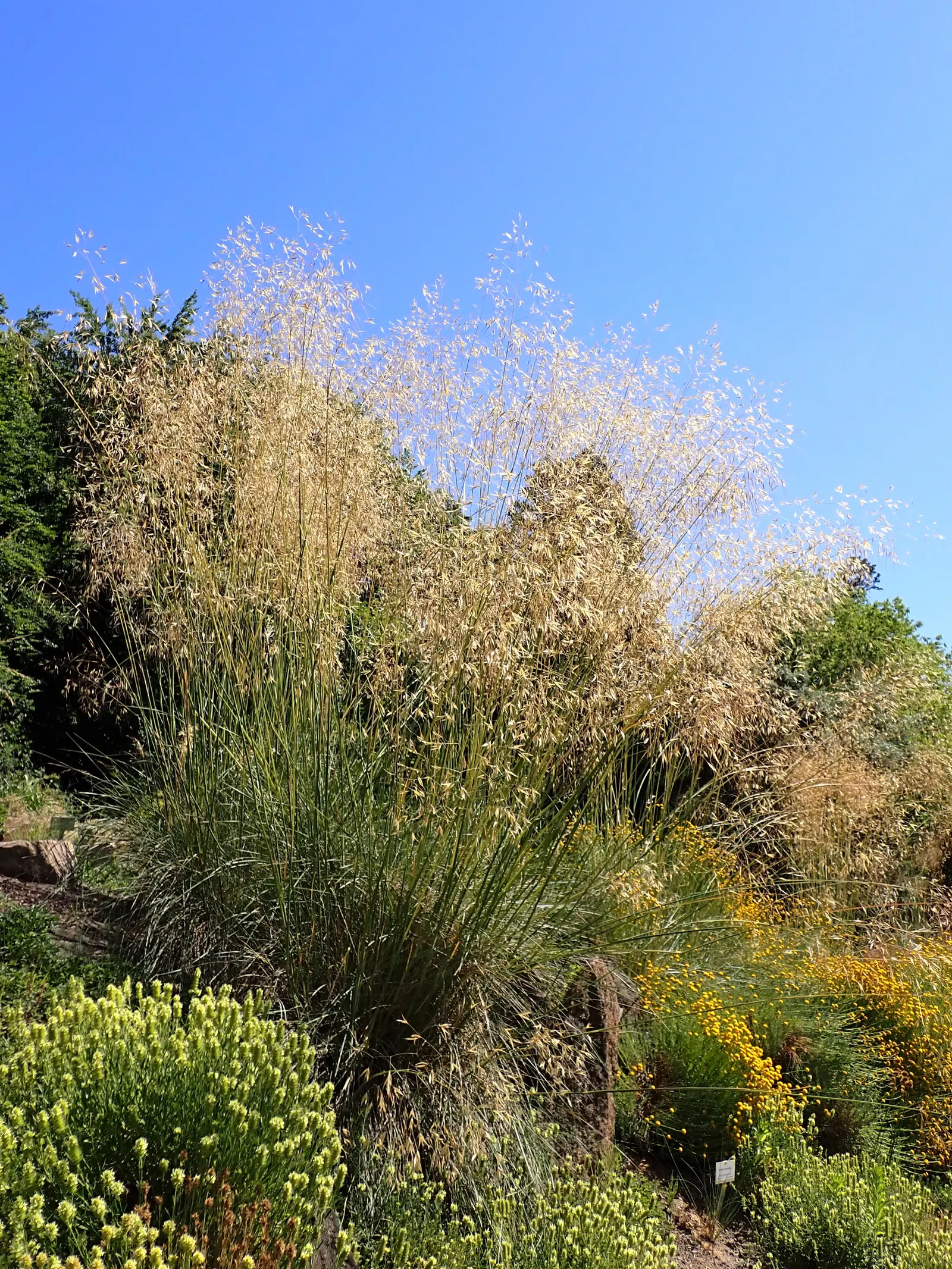 Giant Feather Grass (Stipa Gigantea) — standing at an impressive 4 to 6 feet tall with a spread of 2 to 3 feet; growing up to 2 to 3 feet in height