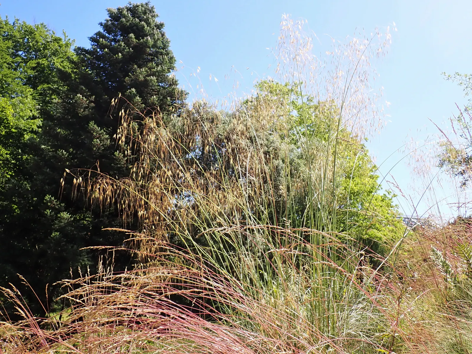Giant Feather Grass (Stipa Gigantea) — grass for full