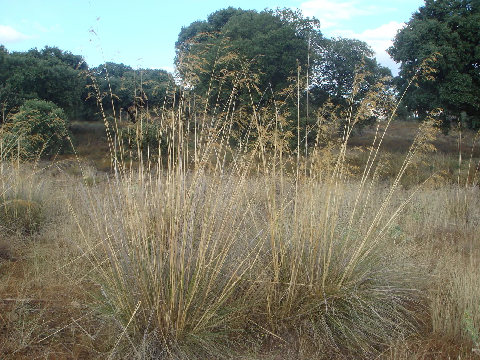 Giant Feather Grass (Stipa Gigantea) — which sway gracefully and provide a delicate texture against a backdrop of bluish-green